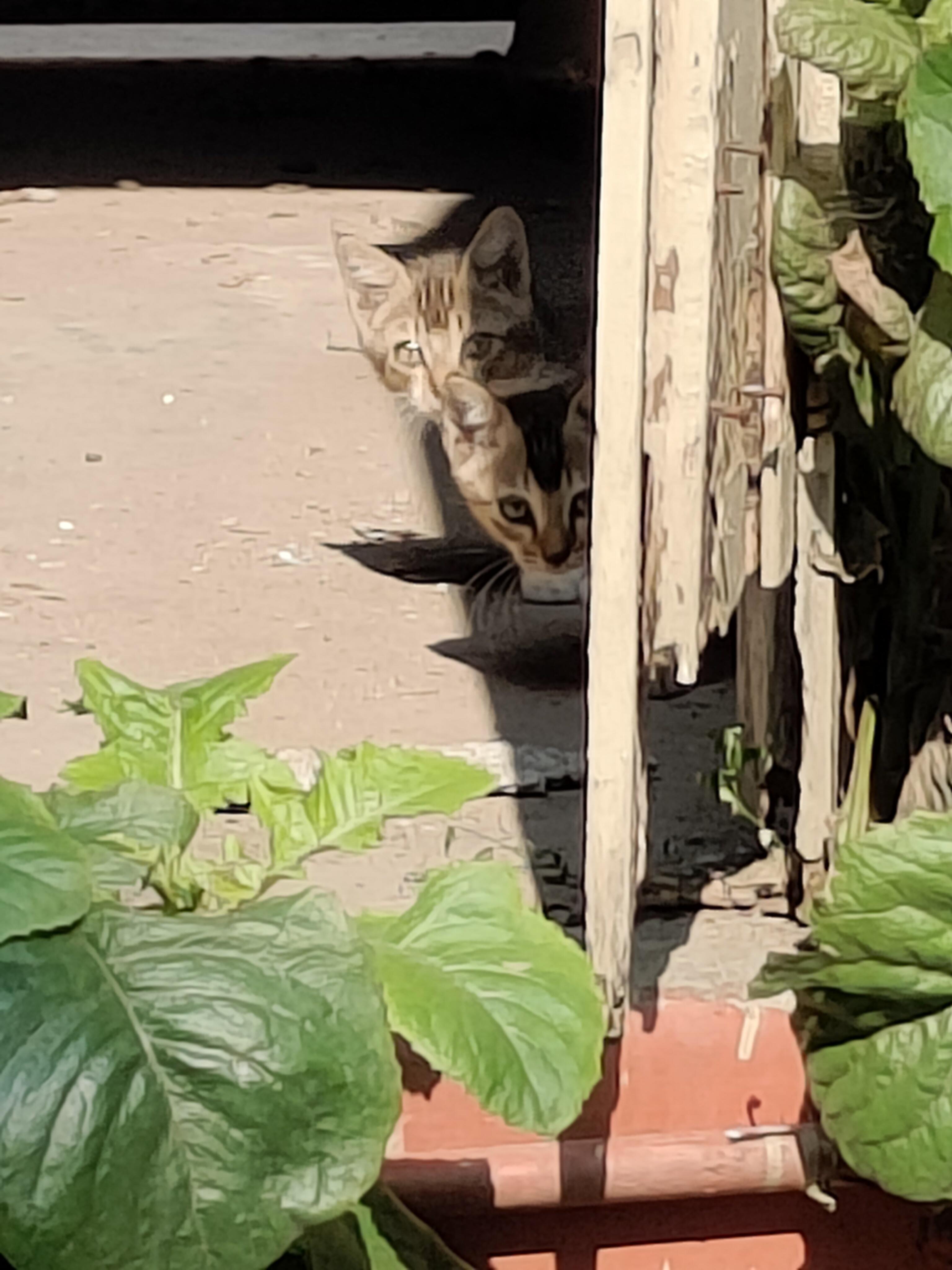How to befriend these cats? r/kolkata