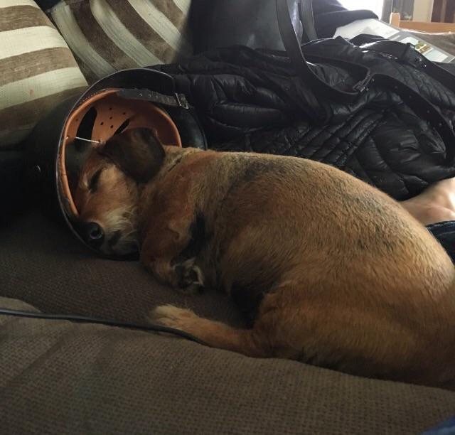 My dog fell asleep in my M40 Stahlhelm r/Militariacollecting