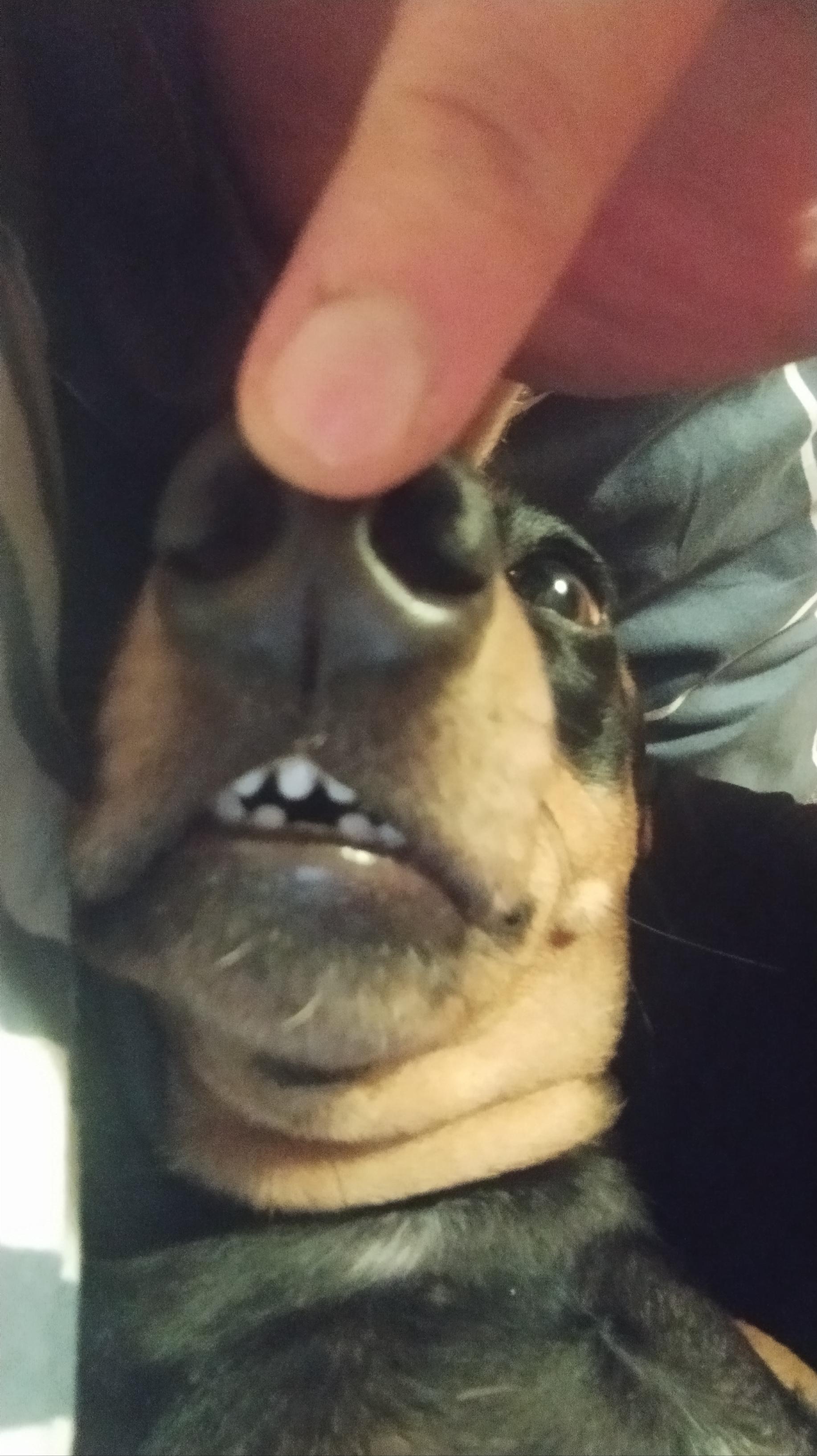 a lot of IQ r/Dachshund