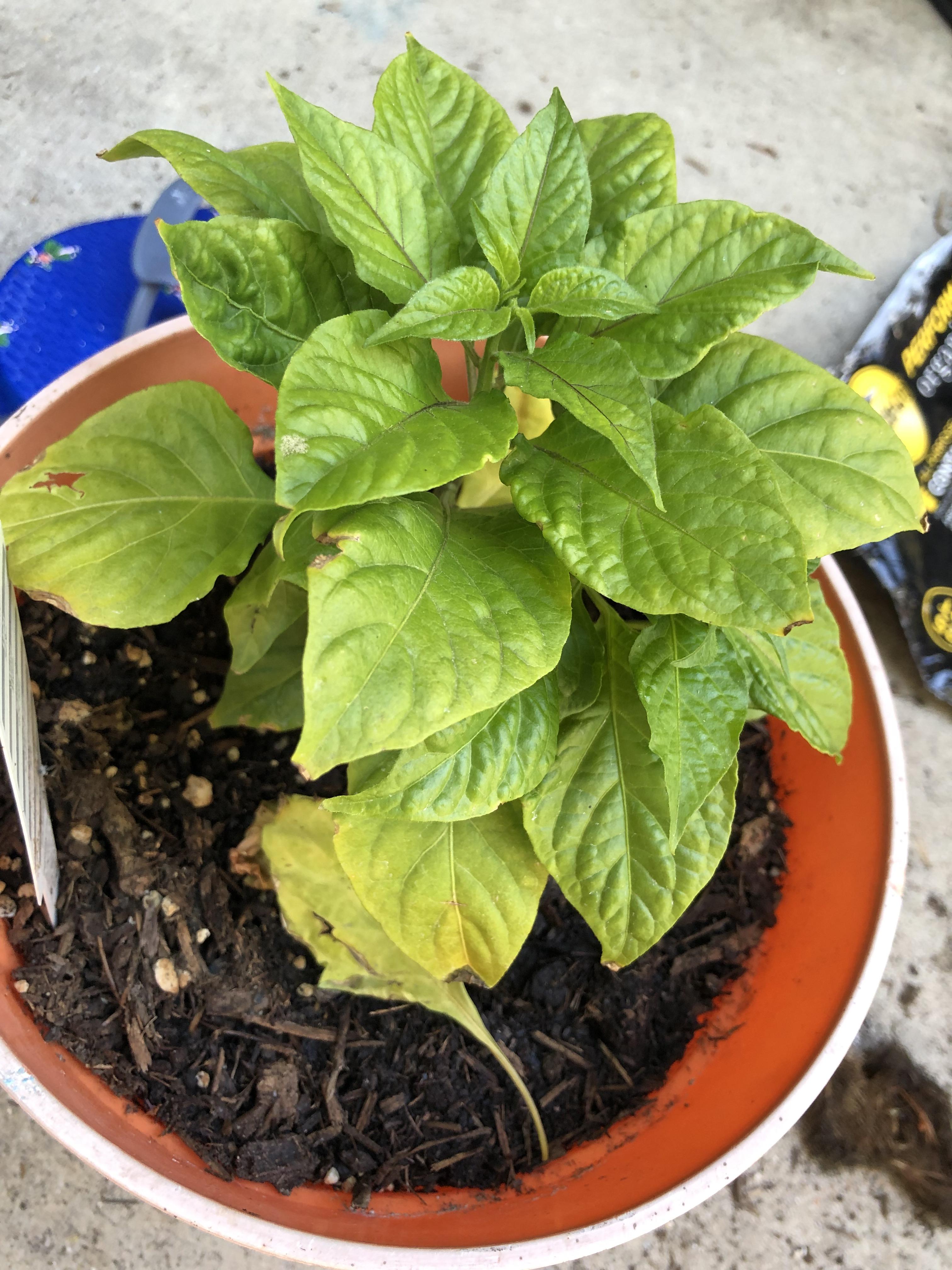 are my ghost peppers healthy? they are growing really slow compared to my other veggies and