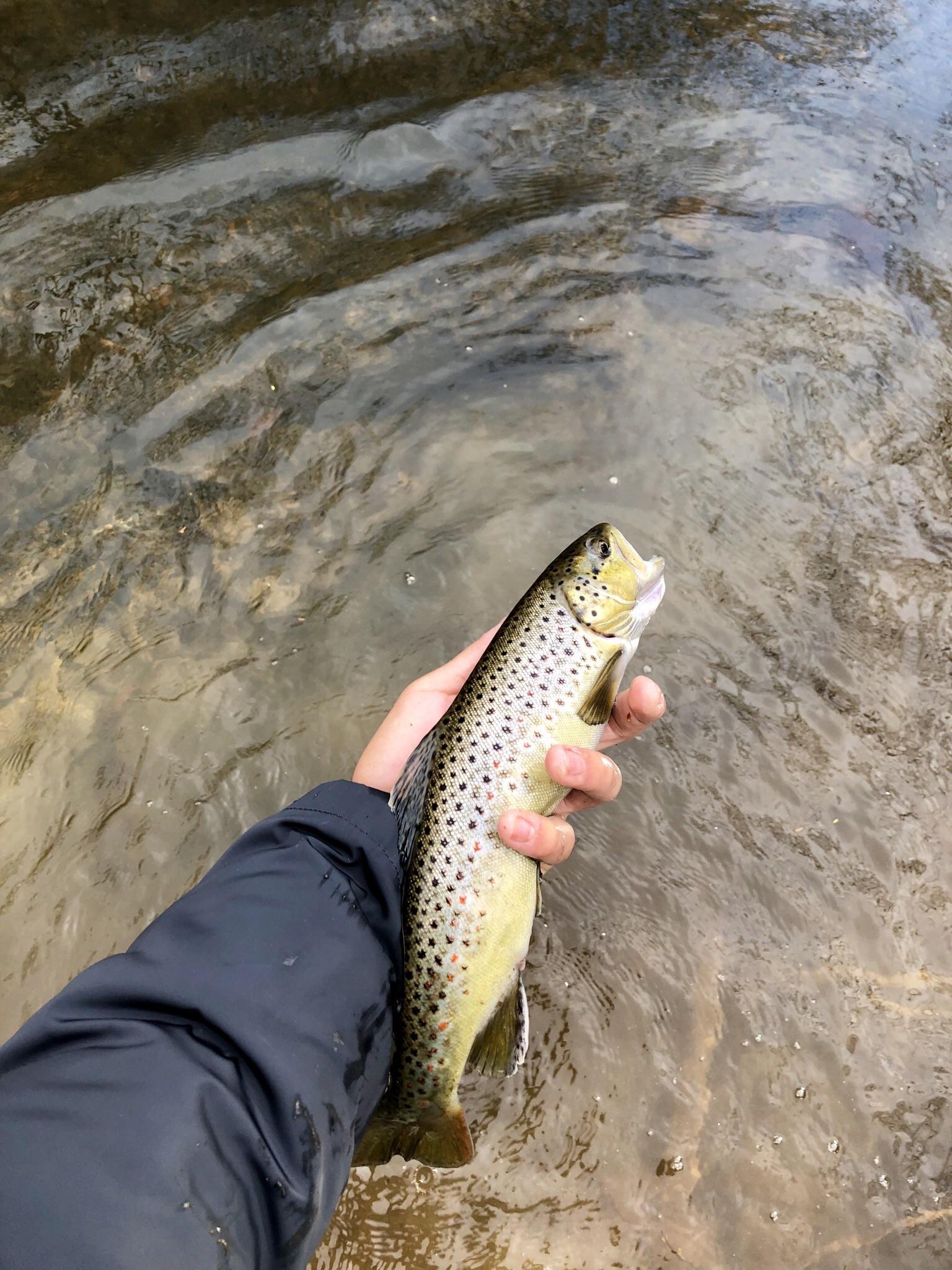Personal best brown on a Blue Fox Vibrax r/Fishing