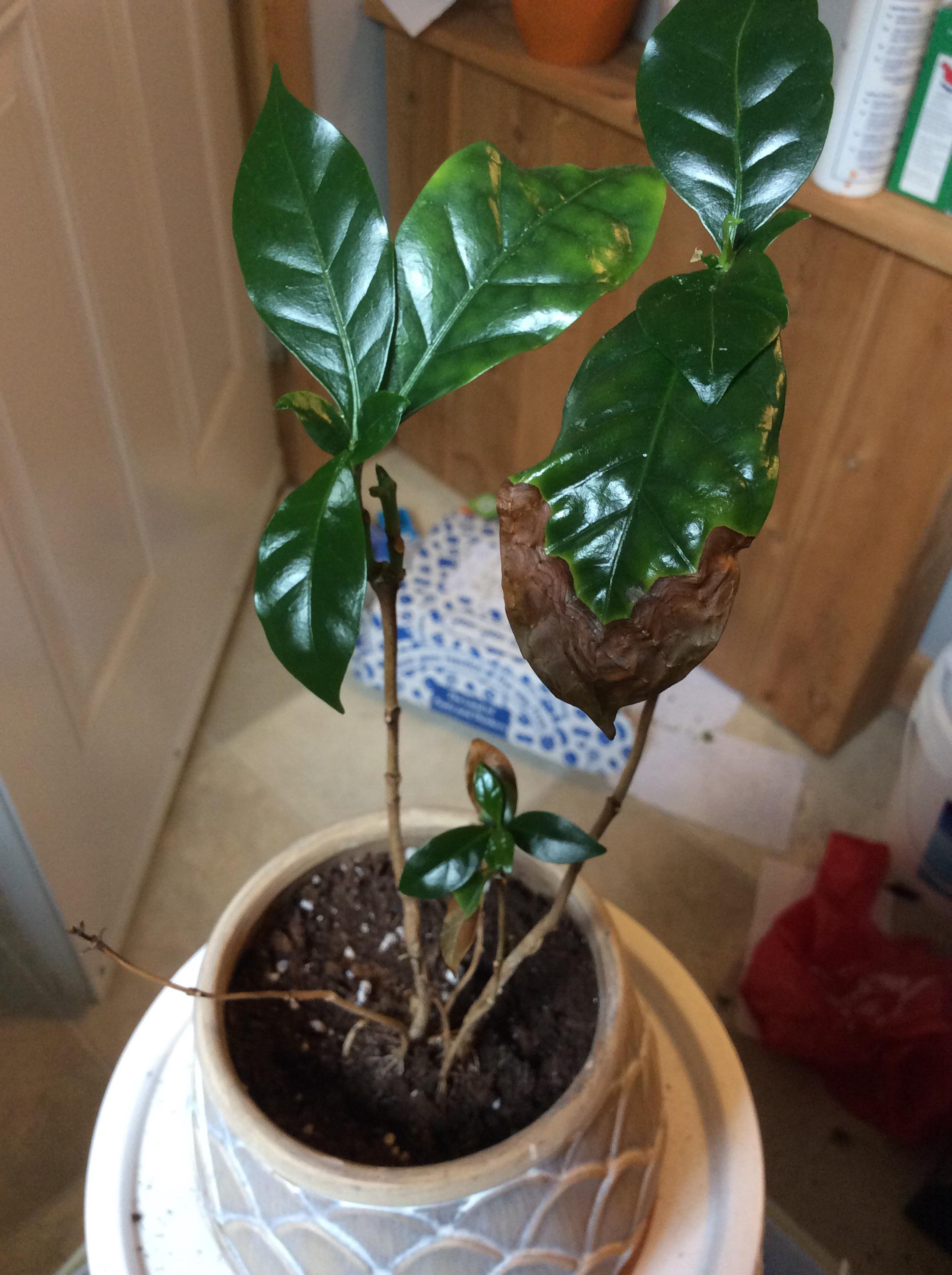 My coffee plant lost most of its leaves a few months back because I