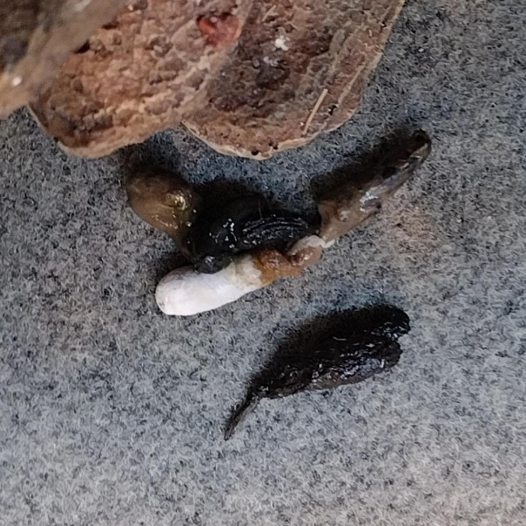 is this a parasite in my beardies poop? r/BeardedDragons