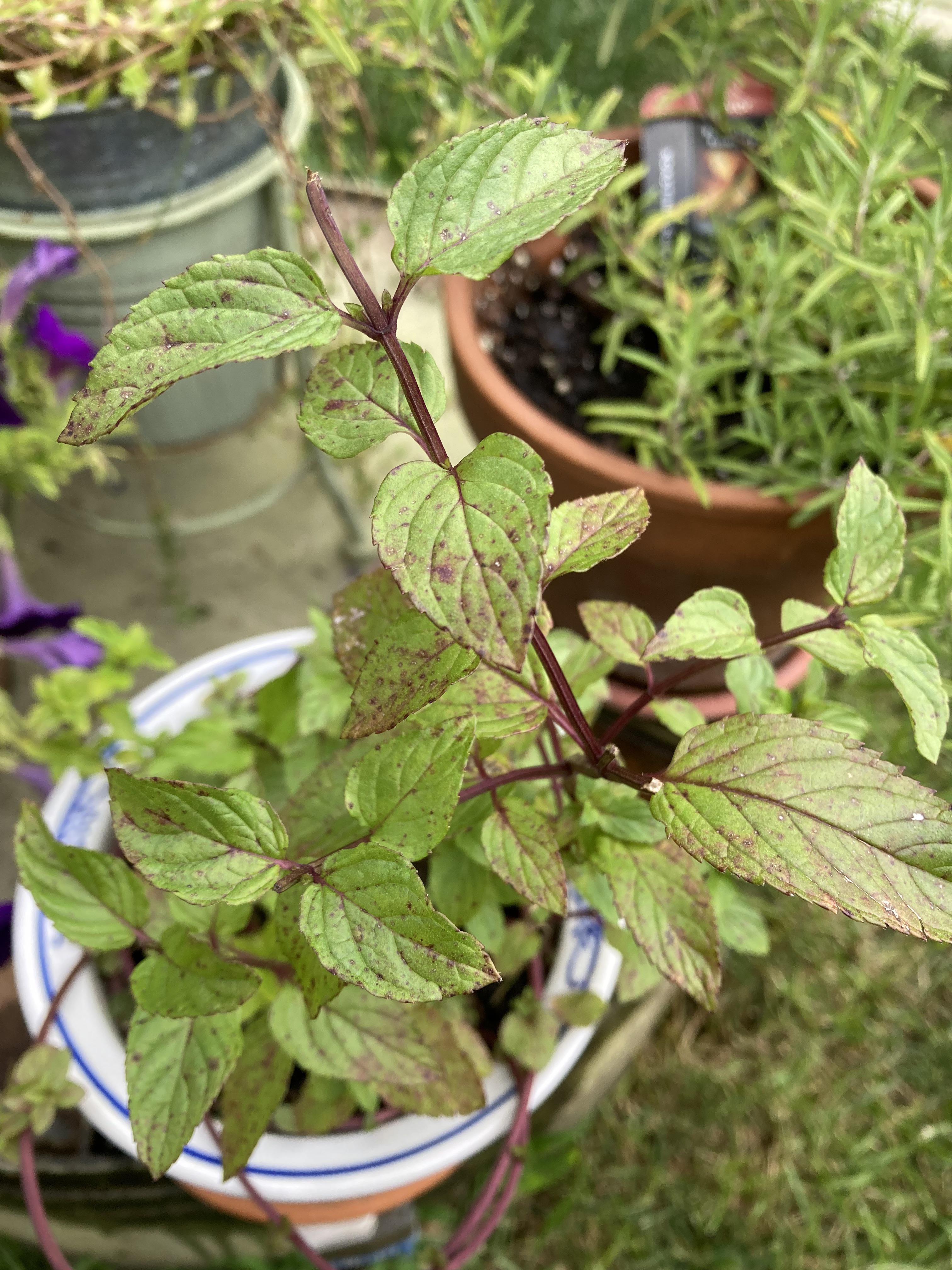 What are these brown spots on my mint plant? r/plantclinic