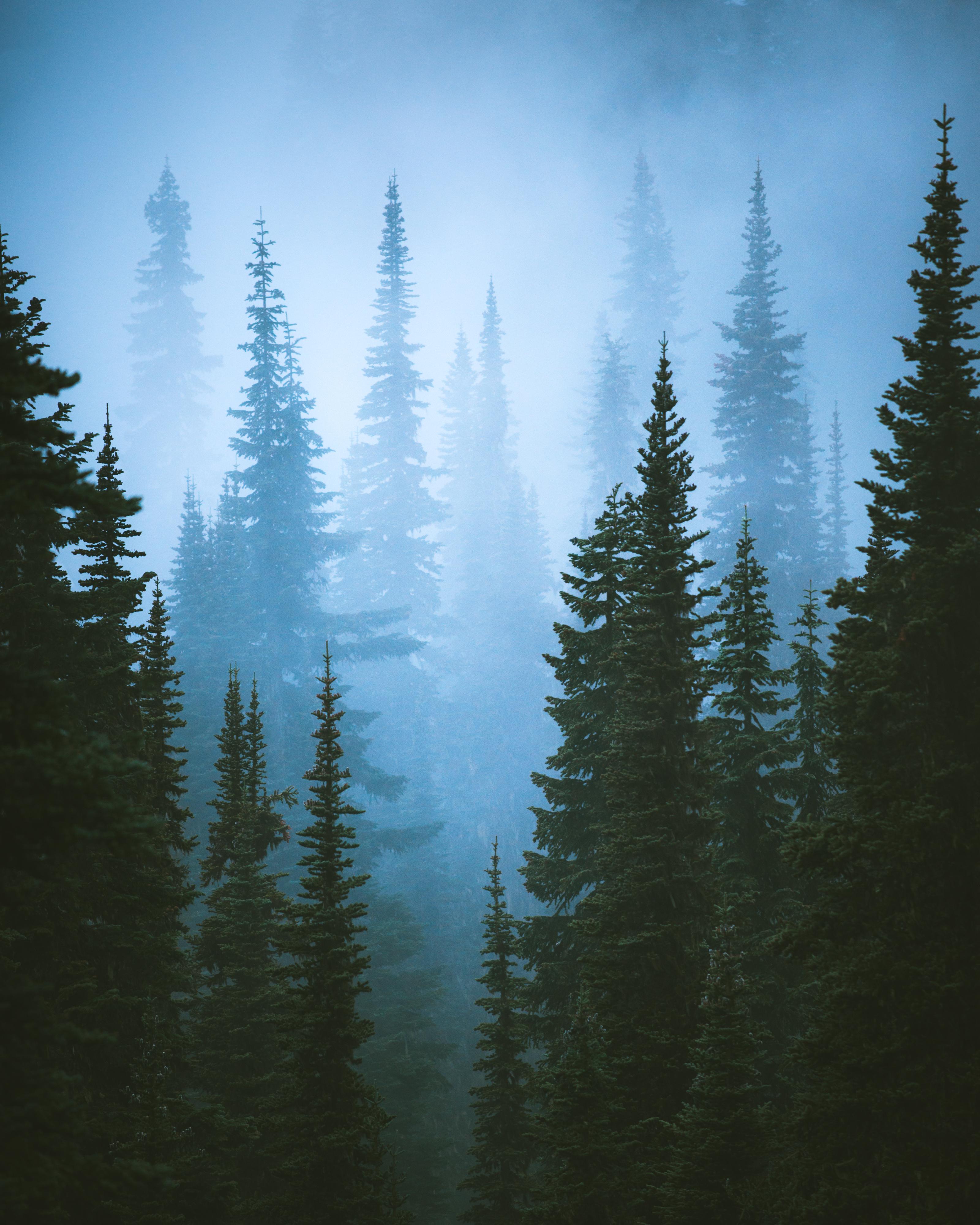 Fog and evergreens, a classic Pacific Northwestern scene. Taken