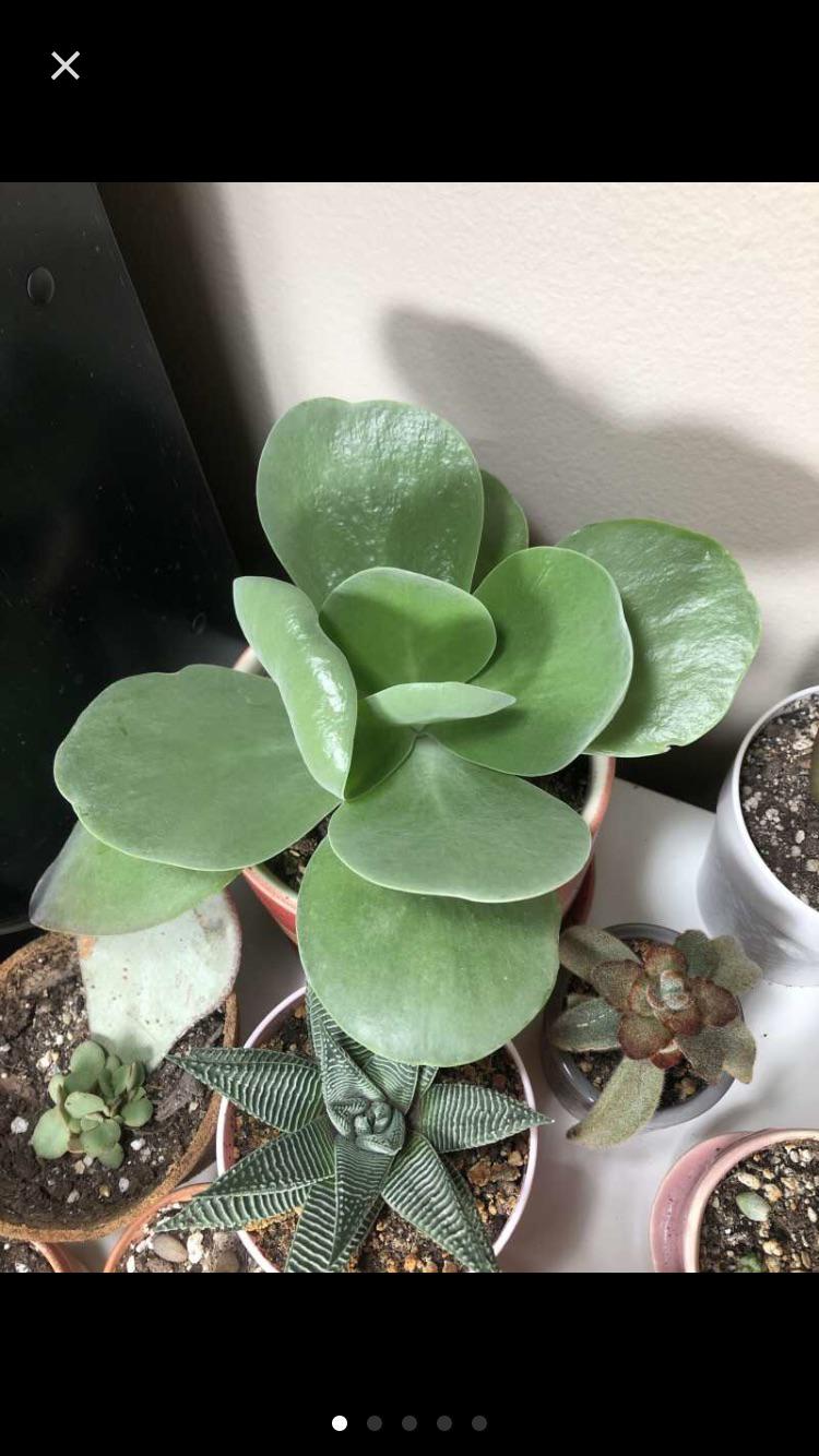 Leaf curling on kalanchoe ‘flapjack plant’ anything to be worried