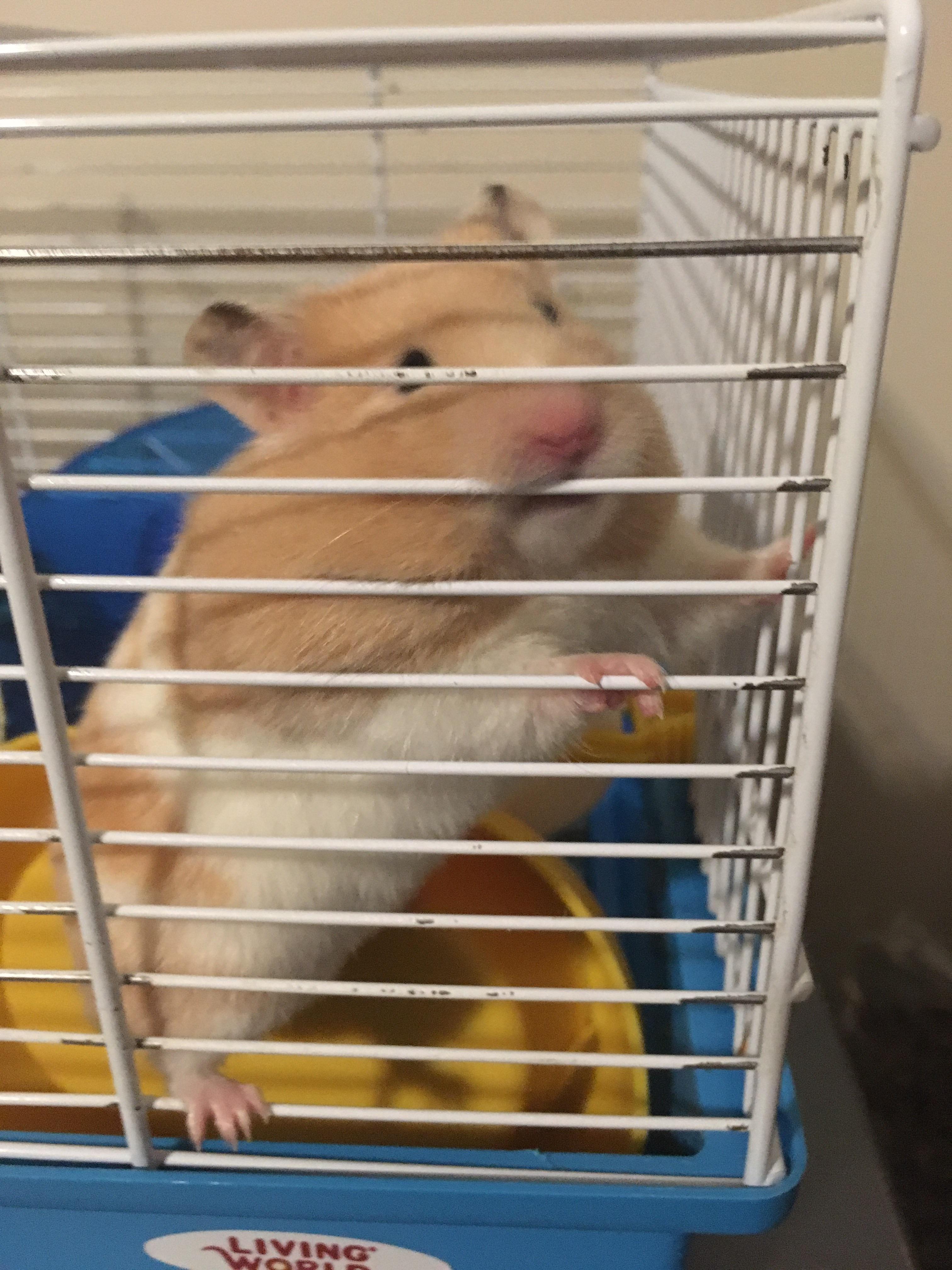 He likes to practice parkour by flipping his food dish and climbing on