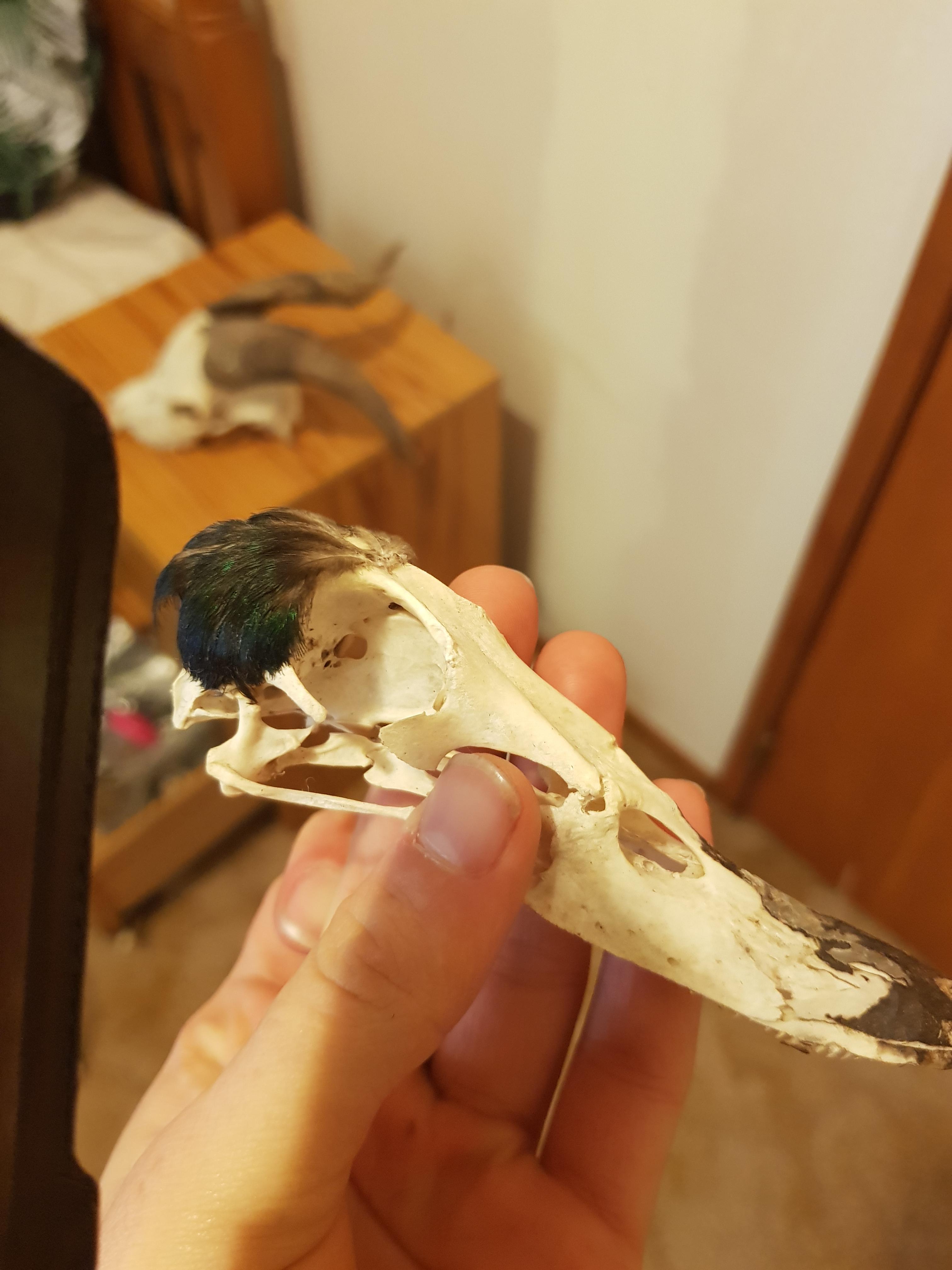 How can I purposefully get the feathers to stay on like this? My new