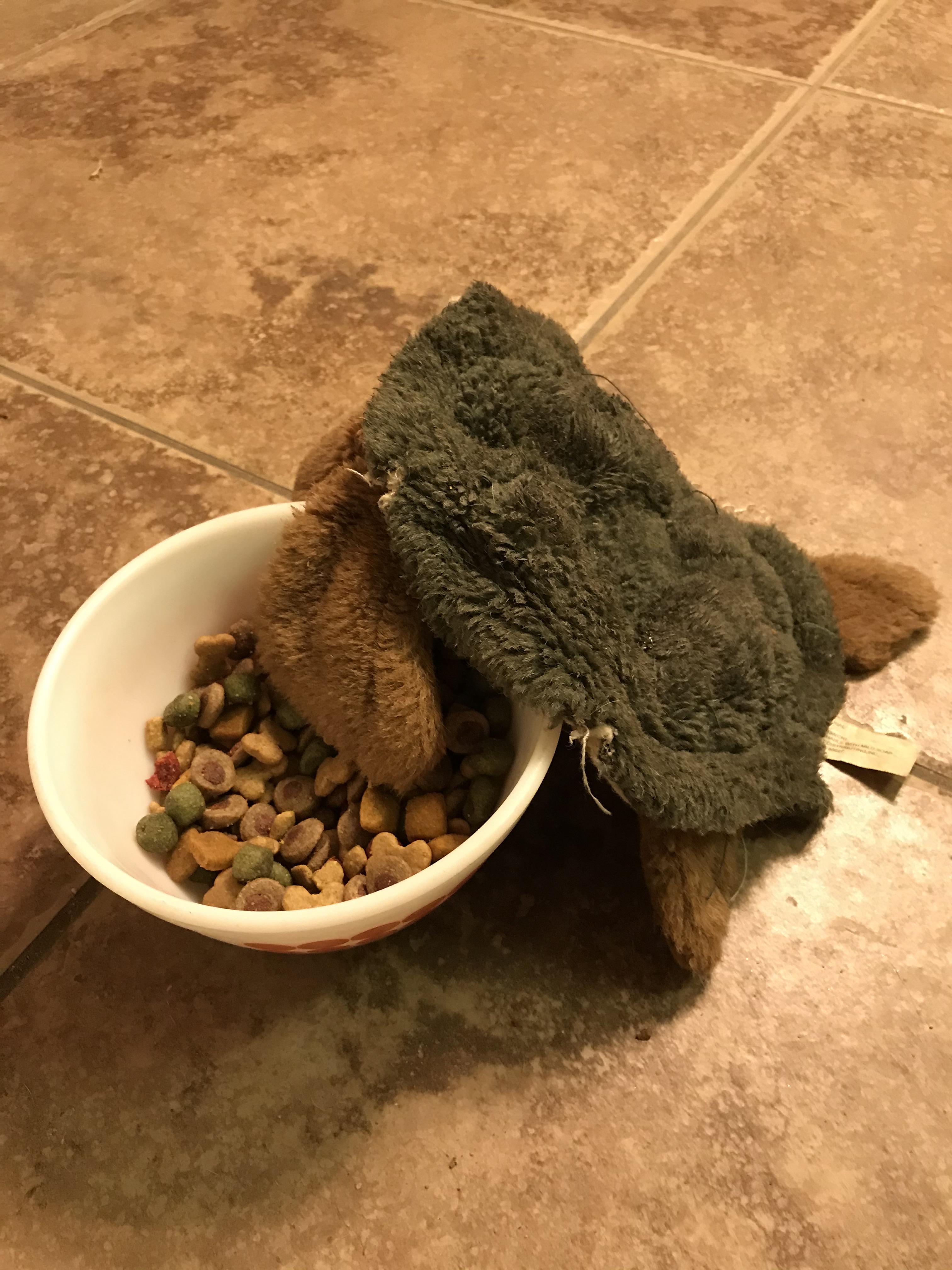 "Dog feeds turtle. Everyday my dog drops her favorite toy head first in