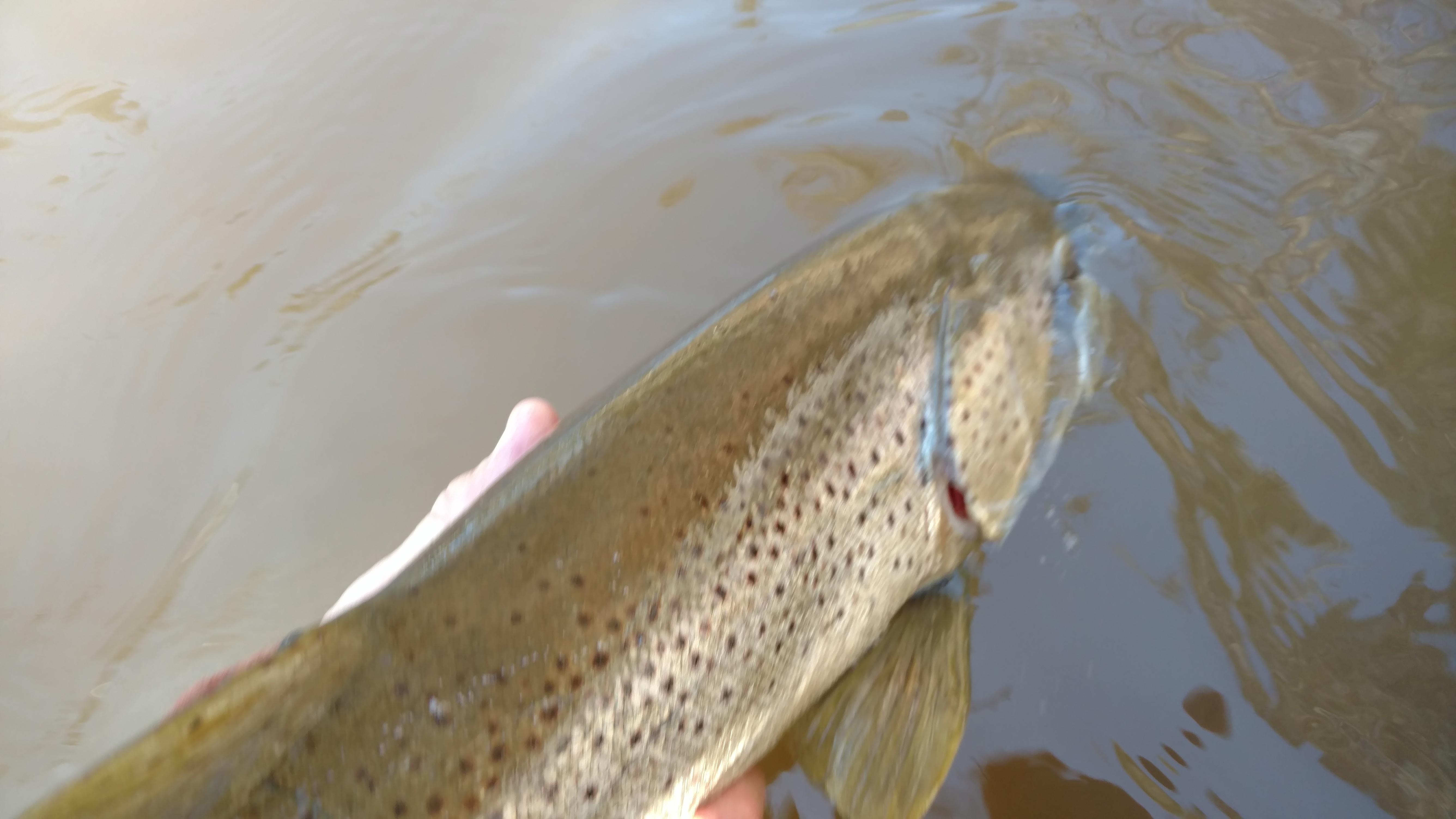 Brule River Brown r/flyfishing