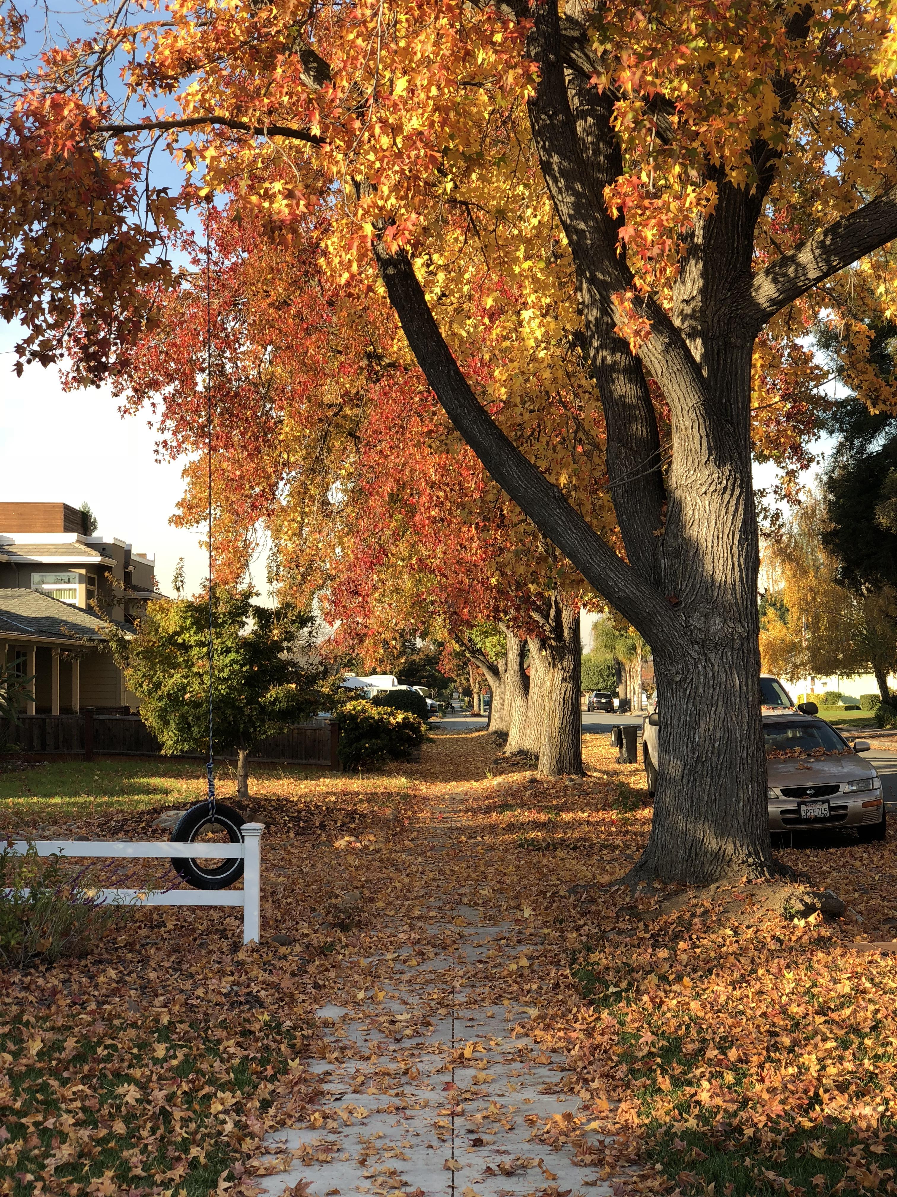 Fall colors in Campbell, California r/bayarea