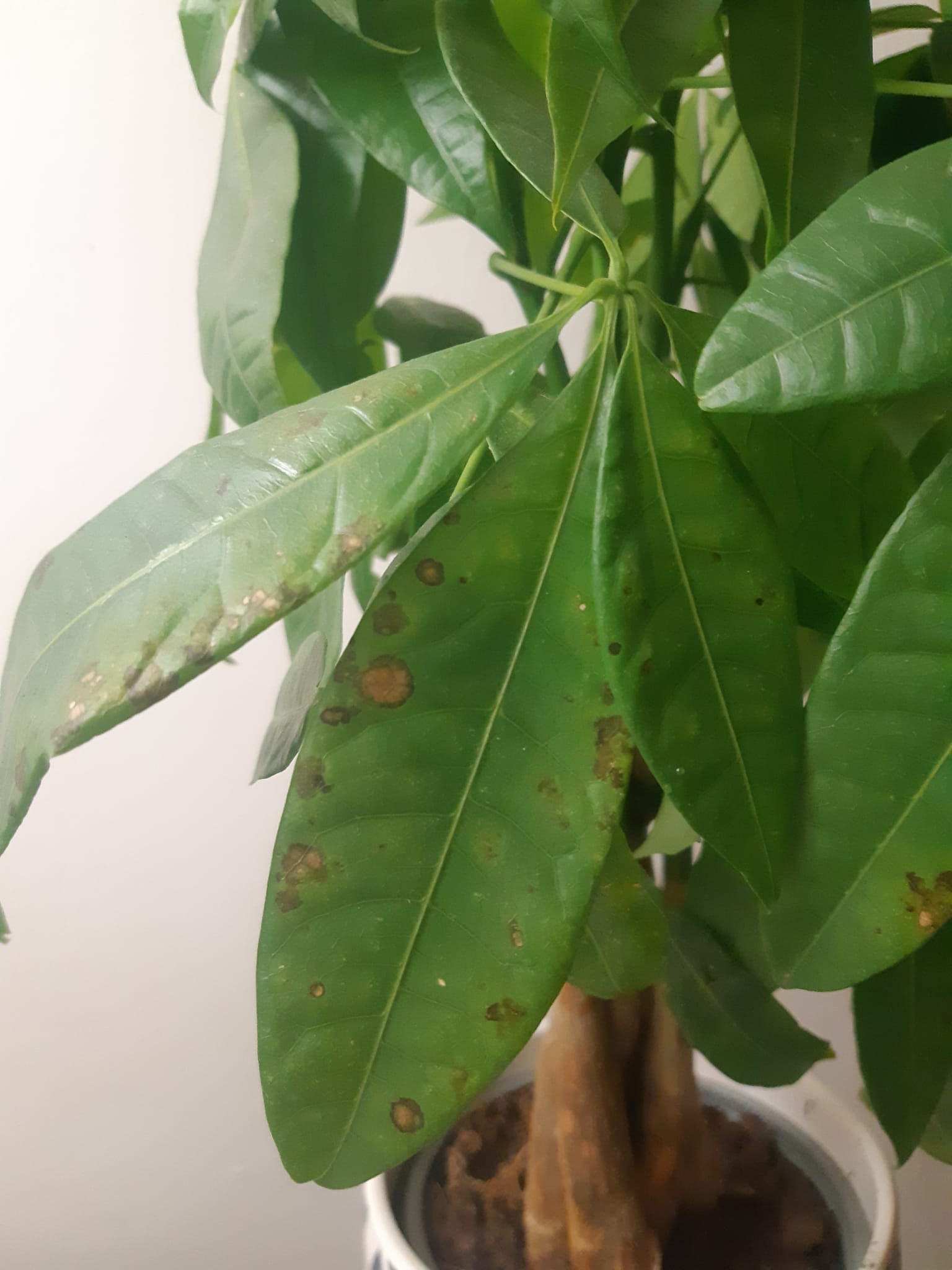 Whats wrong with my plants leaves ?