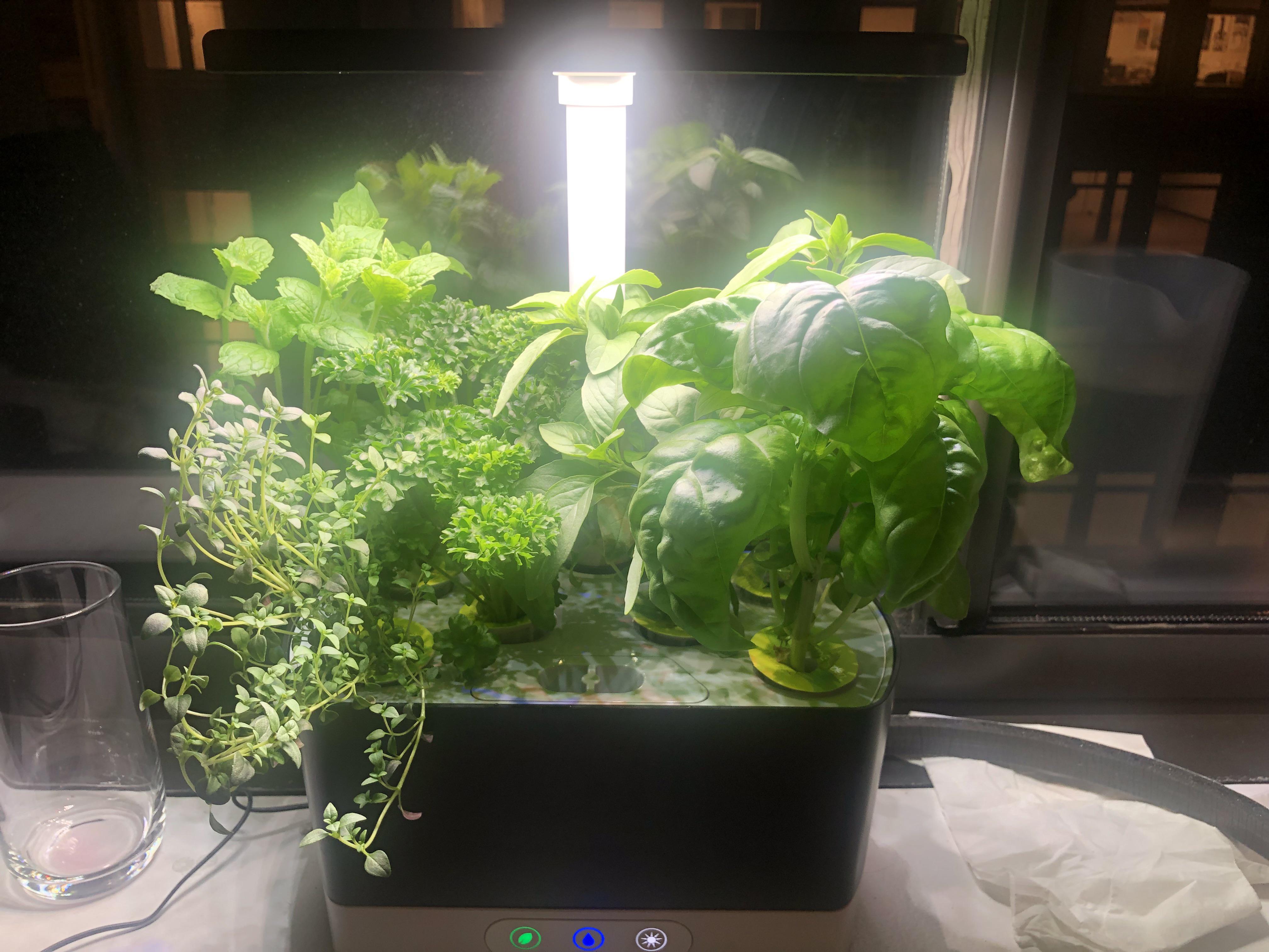 Advice for thyme falling over? r/aerogarden