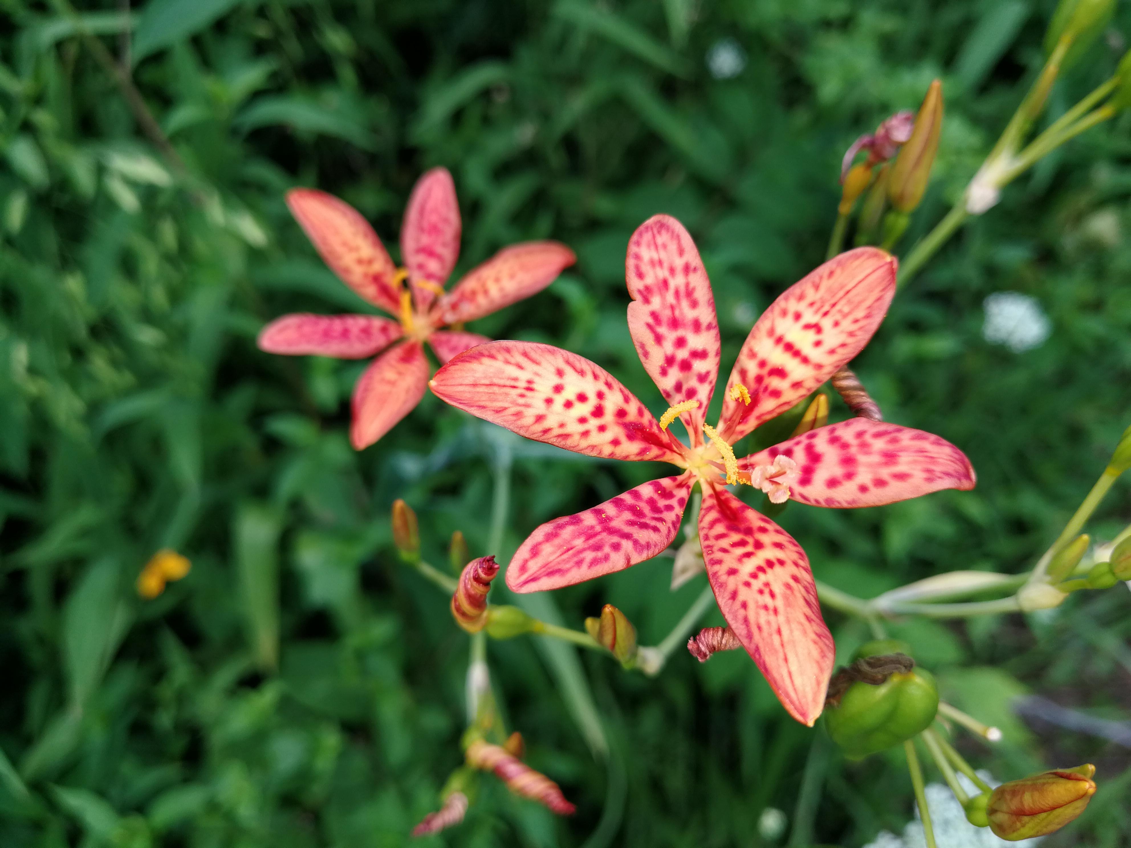 Please enjoy viewing these beautiful flowers, found along the Huzzah