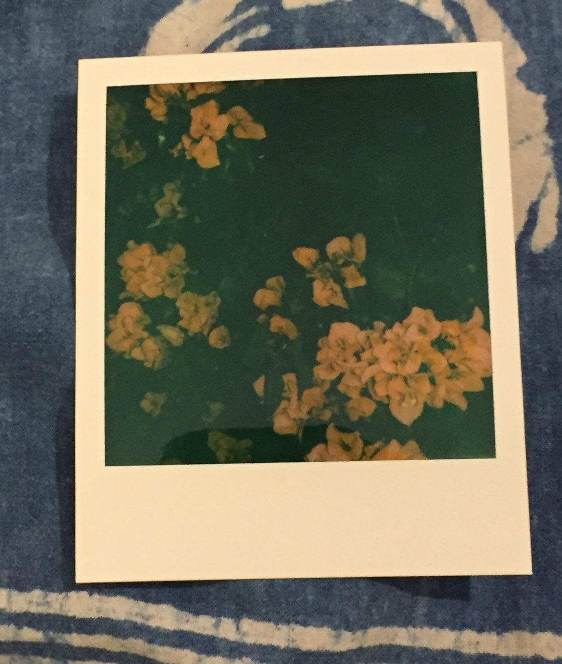 I took this picture during the day in the shade with the Onestep 2