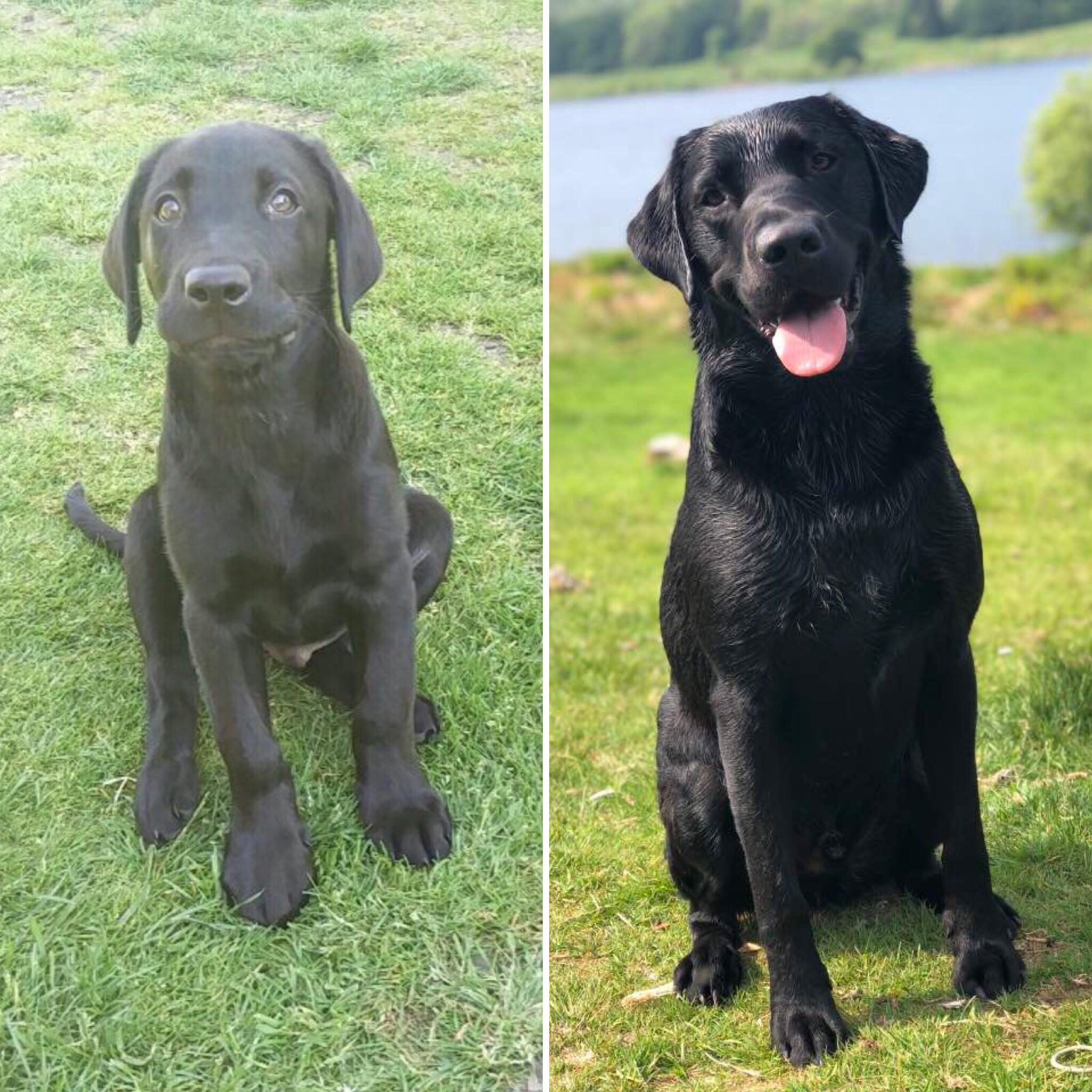 Do Puppies Paws Grow