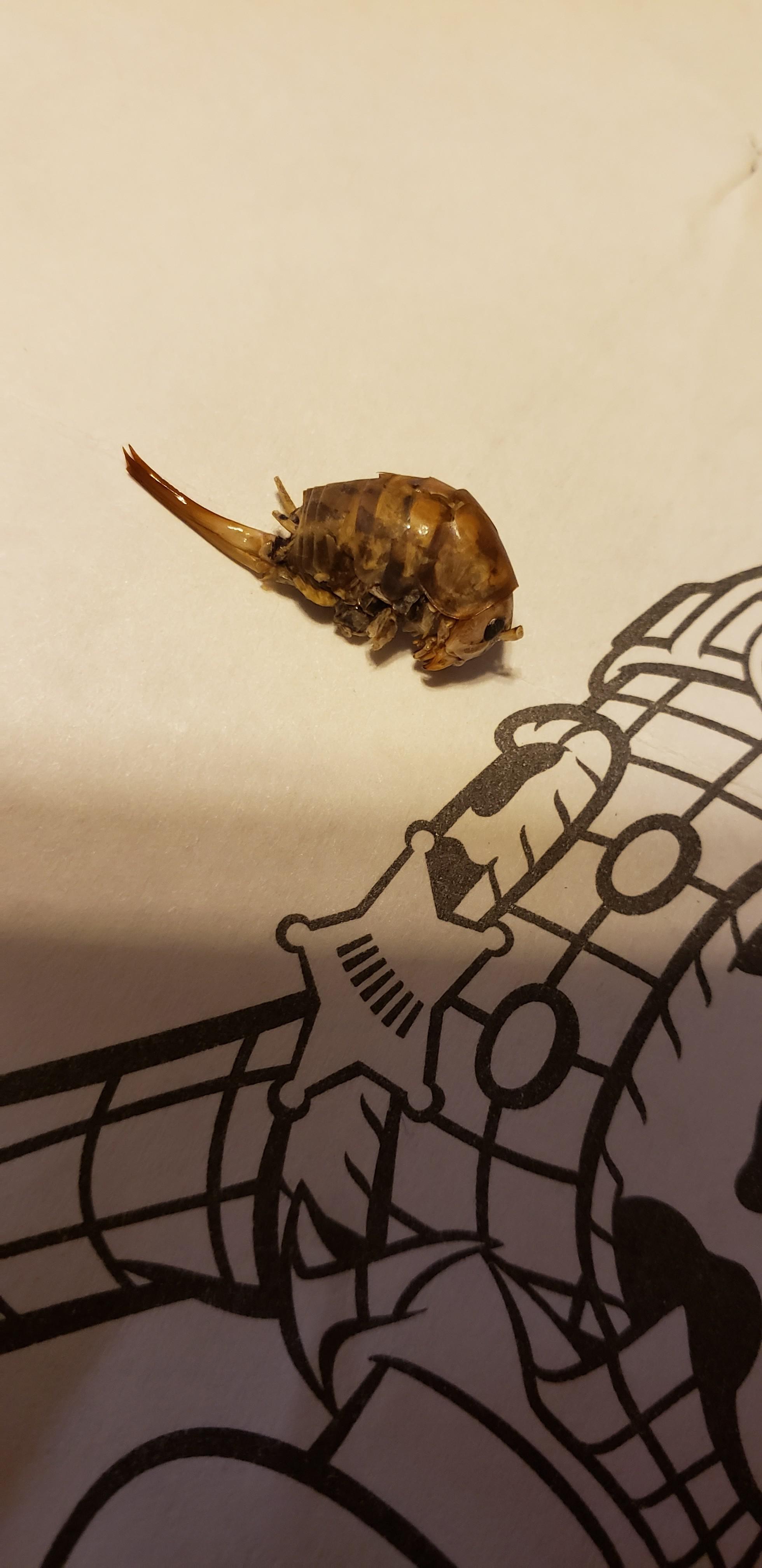 [New Jersey] It looks like a little armadillo. Any ideas? r/whatsthisbug