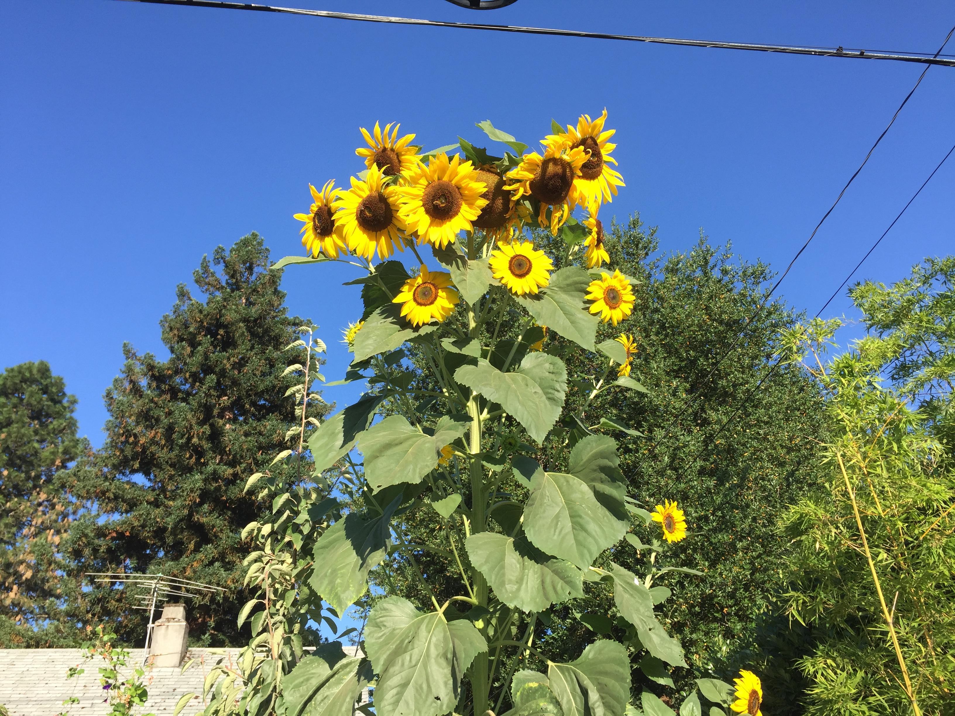 Sunflower. It's in the parking strip, I'm standing in the street and I