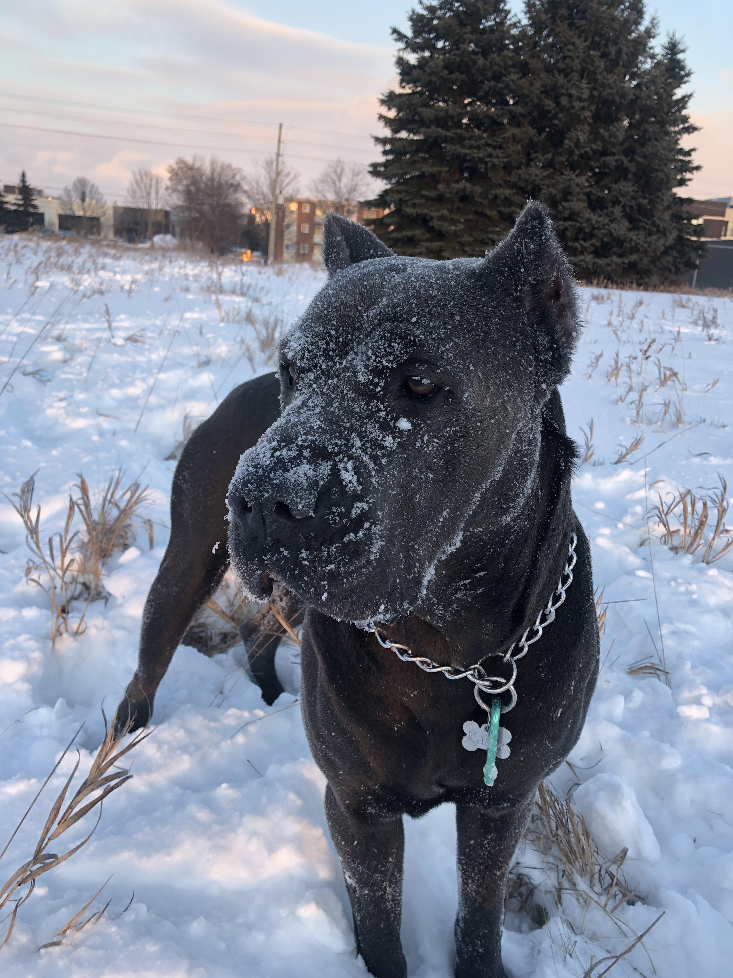 23+ Cane Corso Snow l2sanpiero