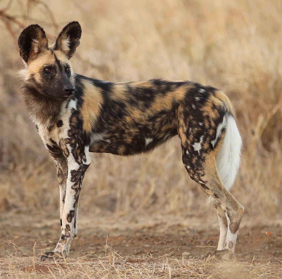 African painted dog puppies are born after a gestation period of 6972