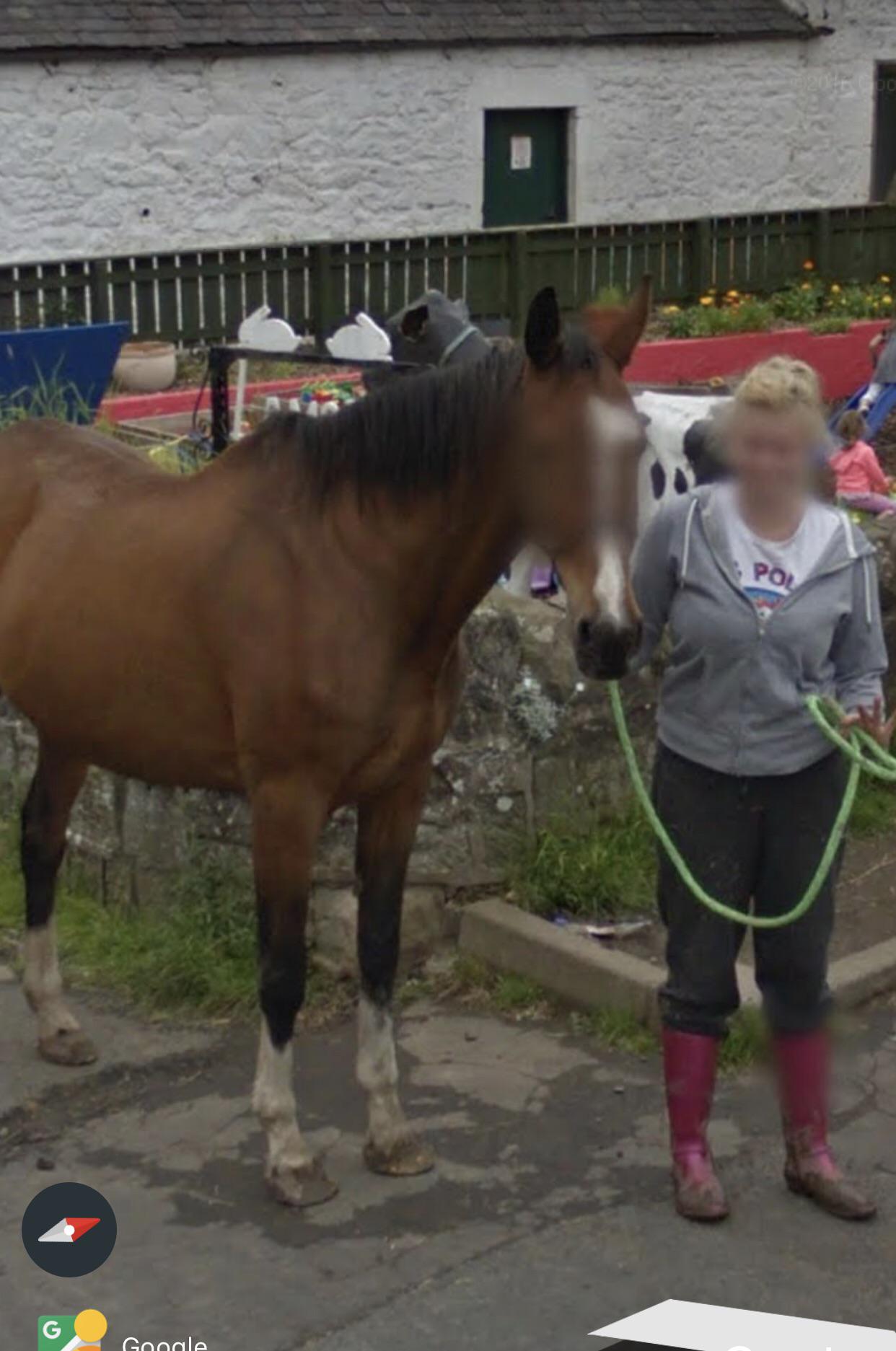 Good to see google maps caring for horses privacy r/CasualUK