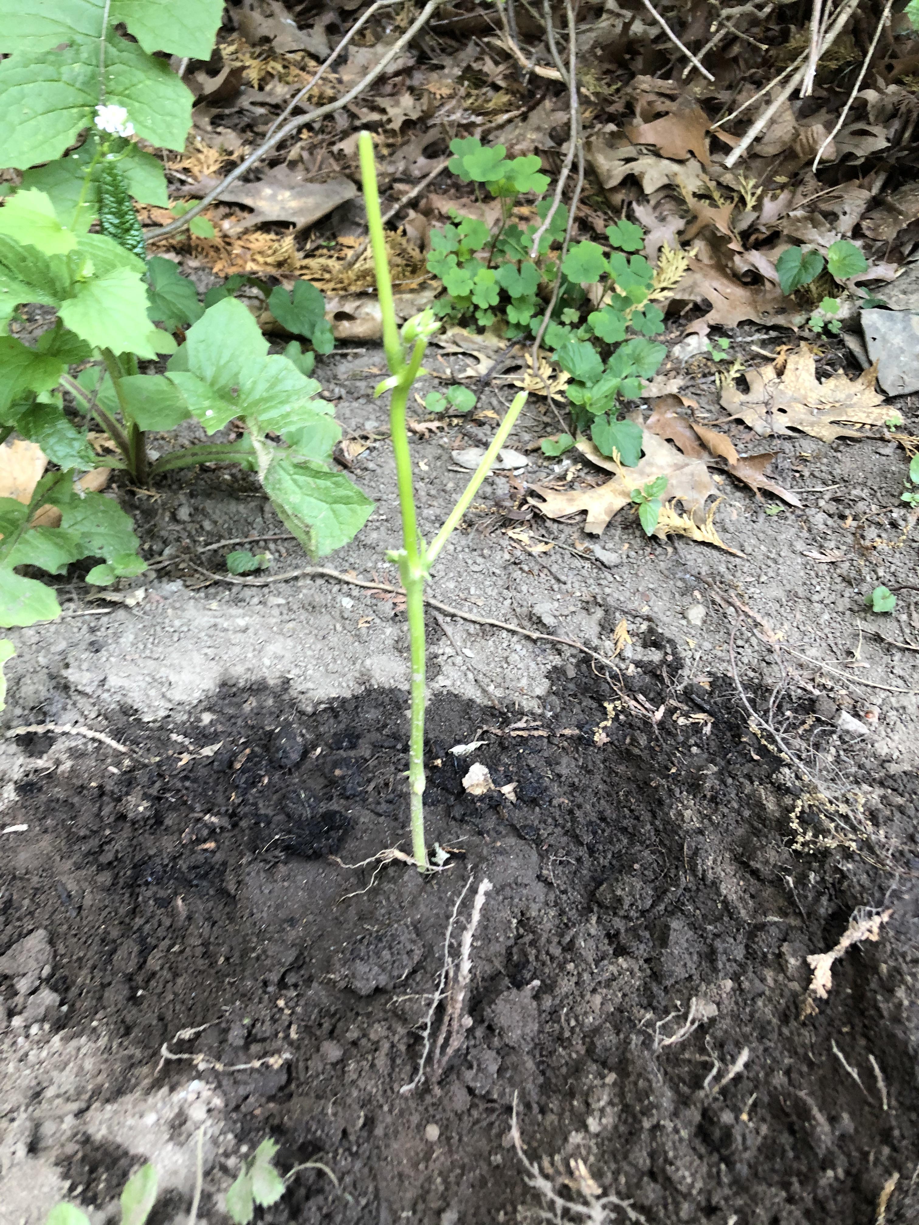 Rabbits ate the leaves off my green bean plant and completely dug up