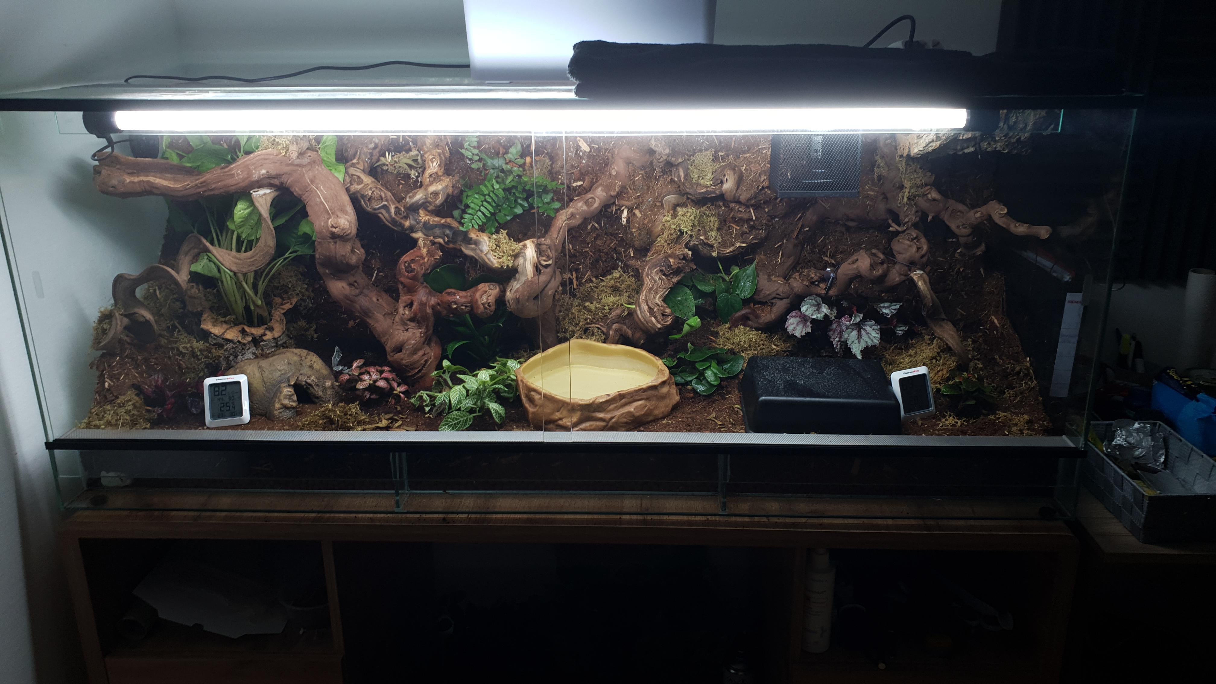 Finally built a bioactive enclosure for Kaida. Big shoutouts to my dad