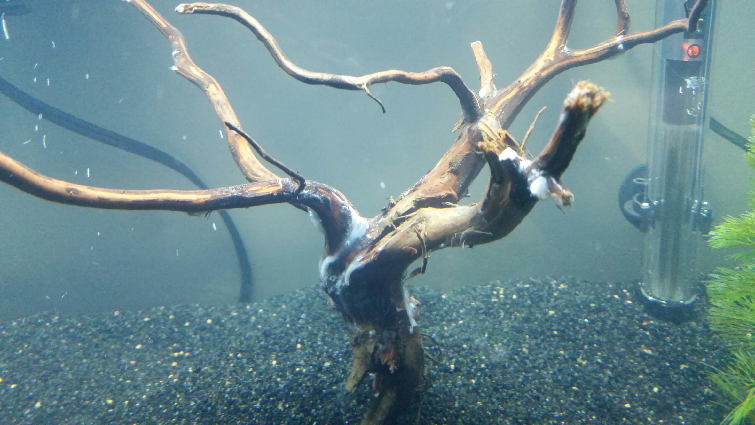What is this white stuff forming on this driftwood in my cycling 15g