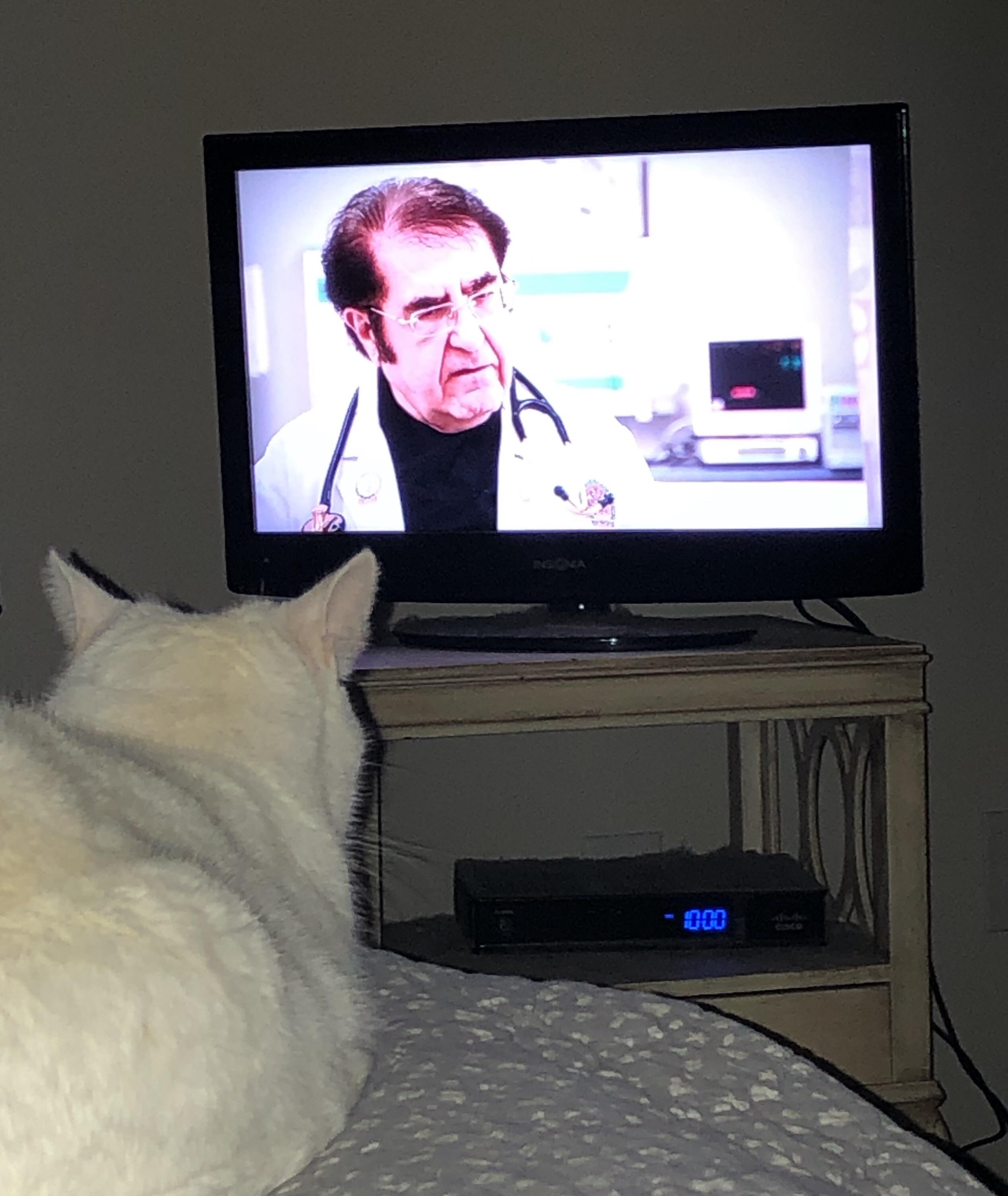 My cat loves Dr. Now r/My600lbLife