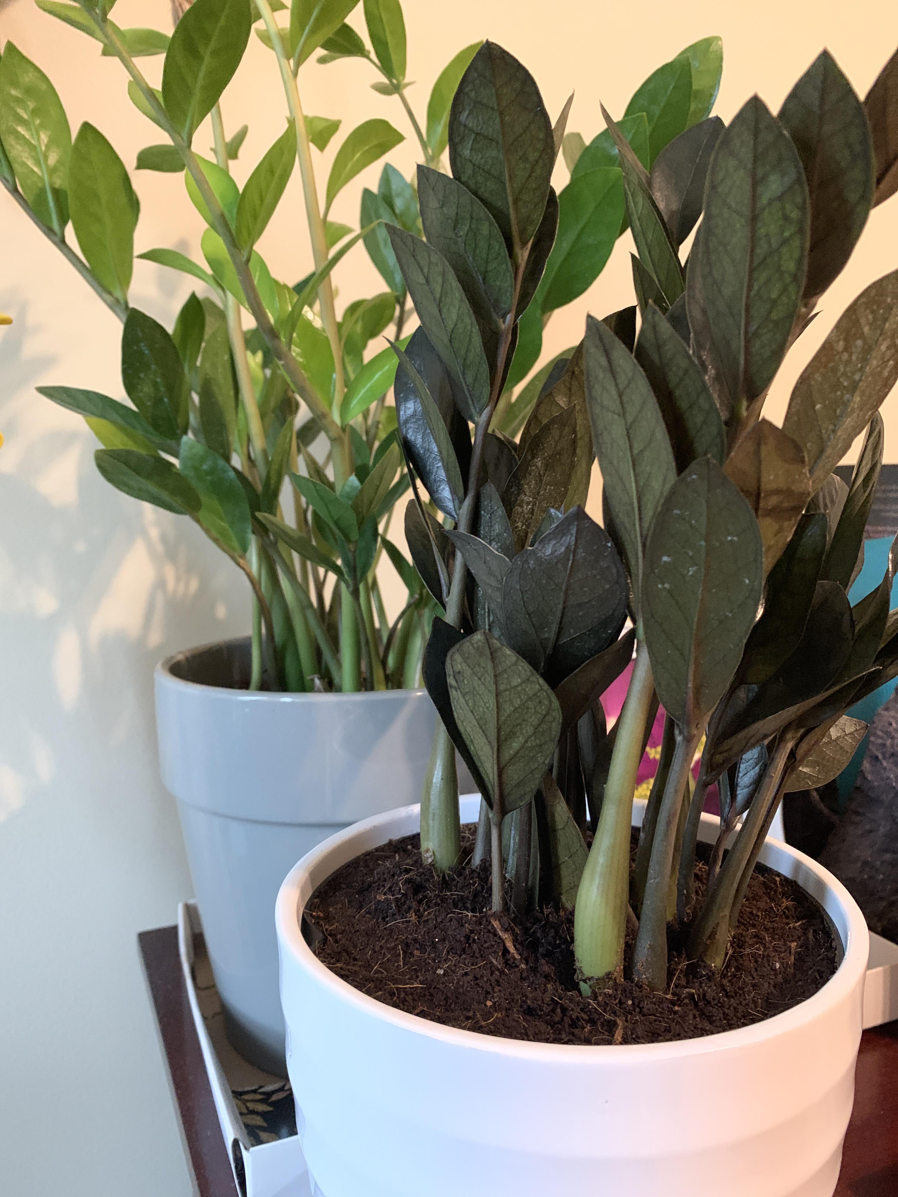 What’s your favorite type of zz plant r/houseplants