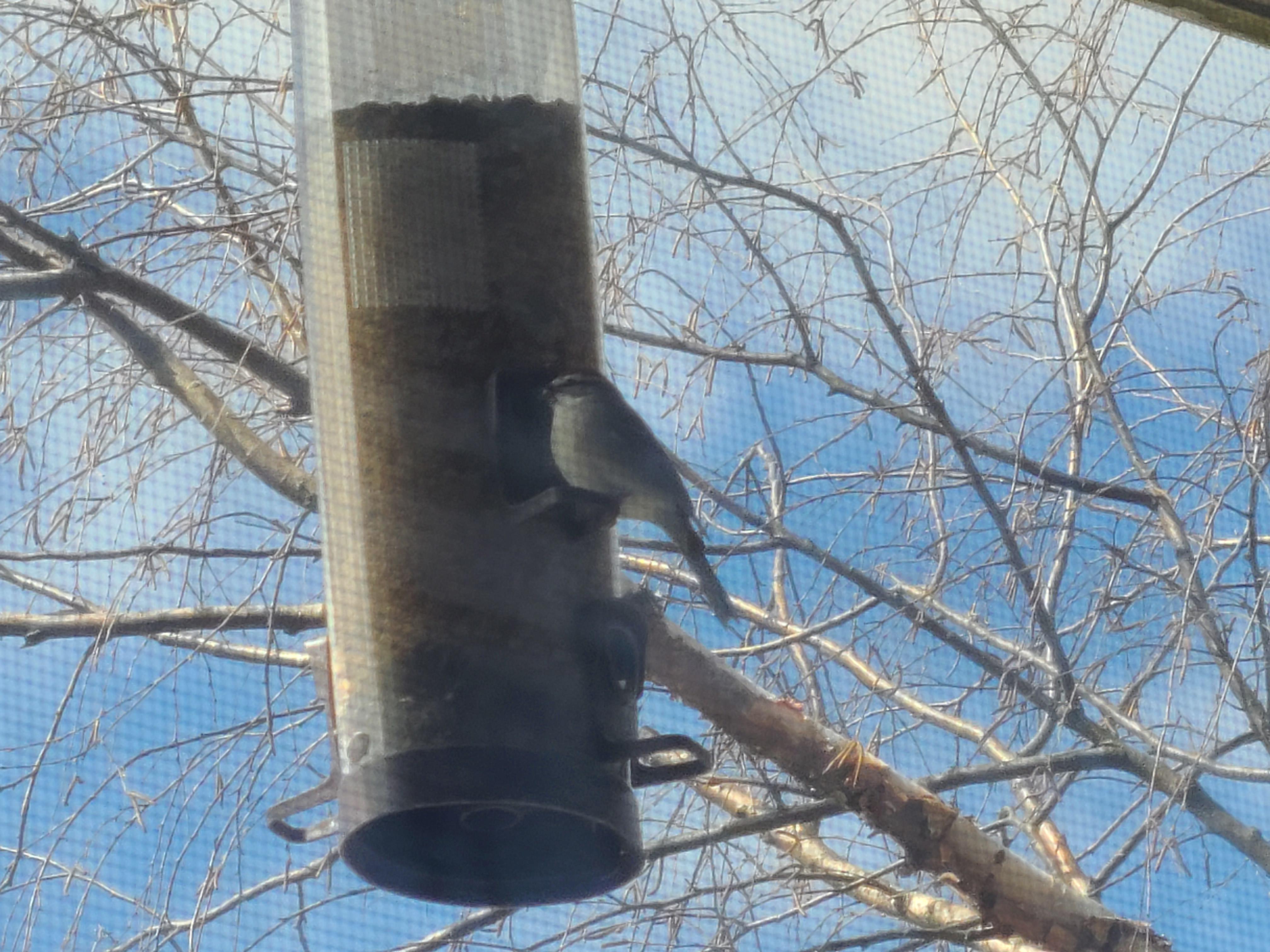 Who is this? New bird to my feeder in Wisconsin, USA. r/whatsthisbird