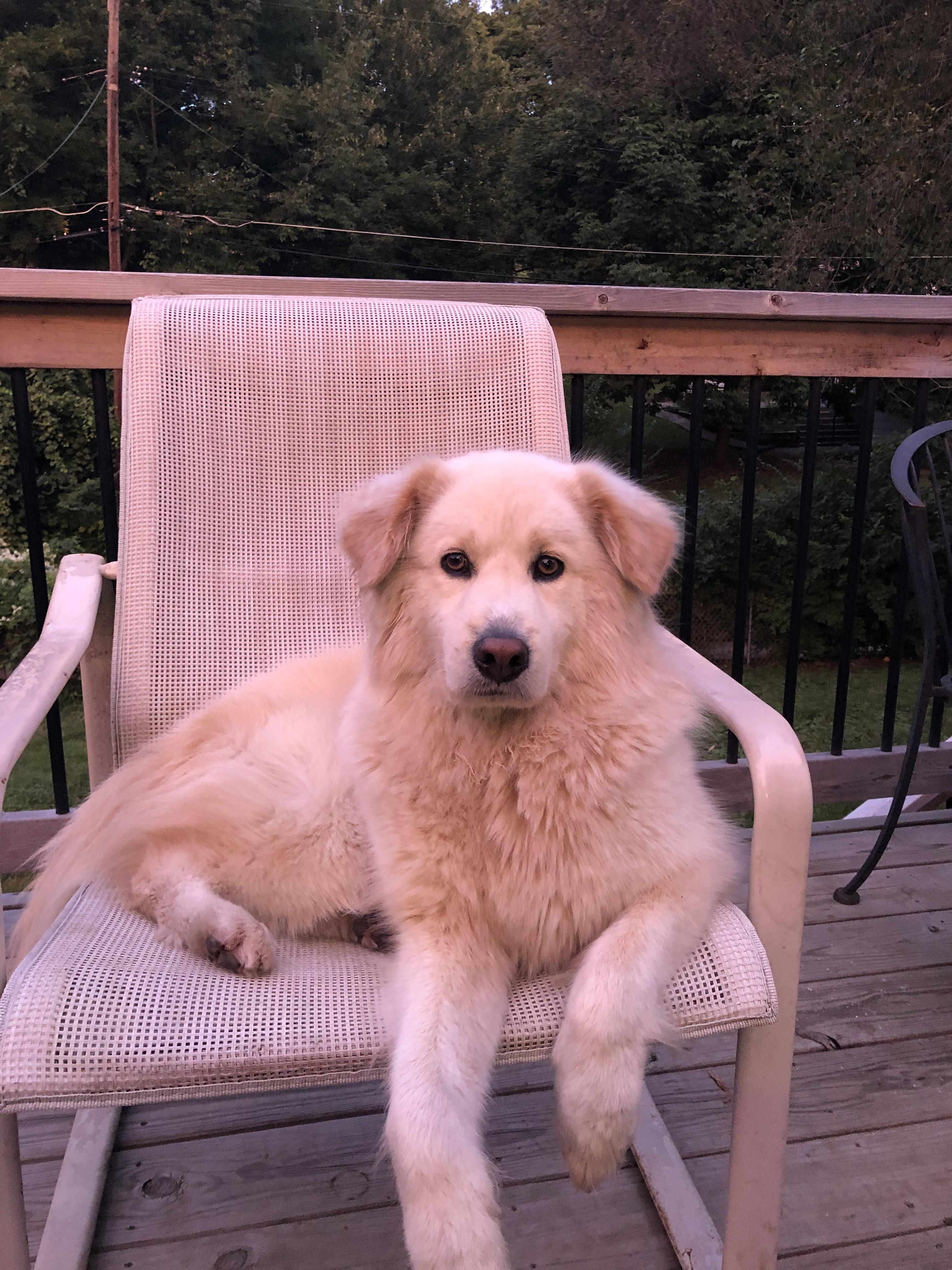 Advice on grooming a dog like this? His fur has been matting non stop