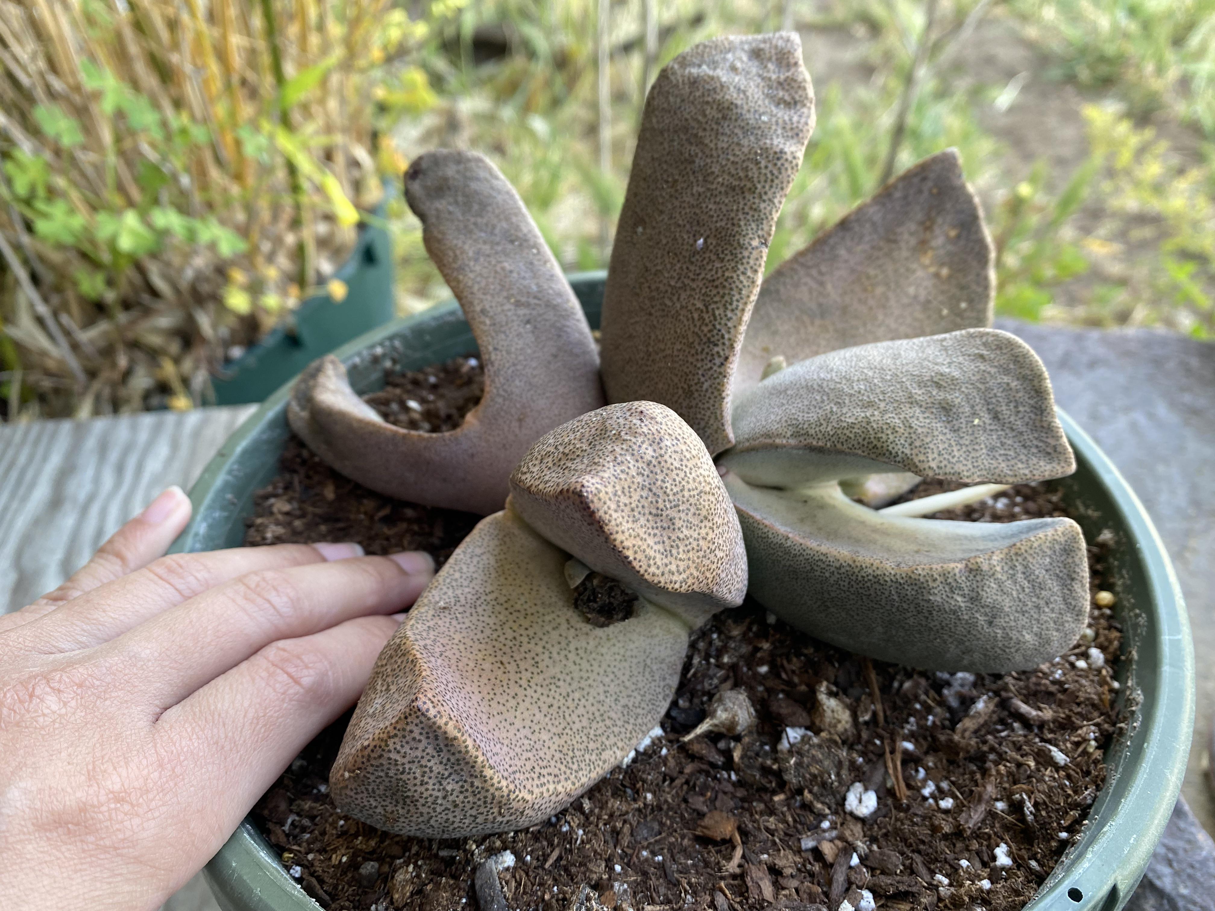 My pride and joy ♡ r/succulents