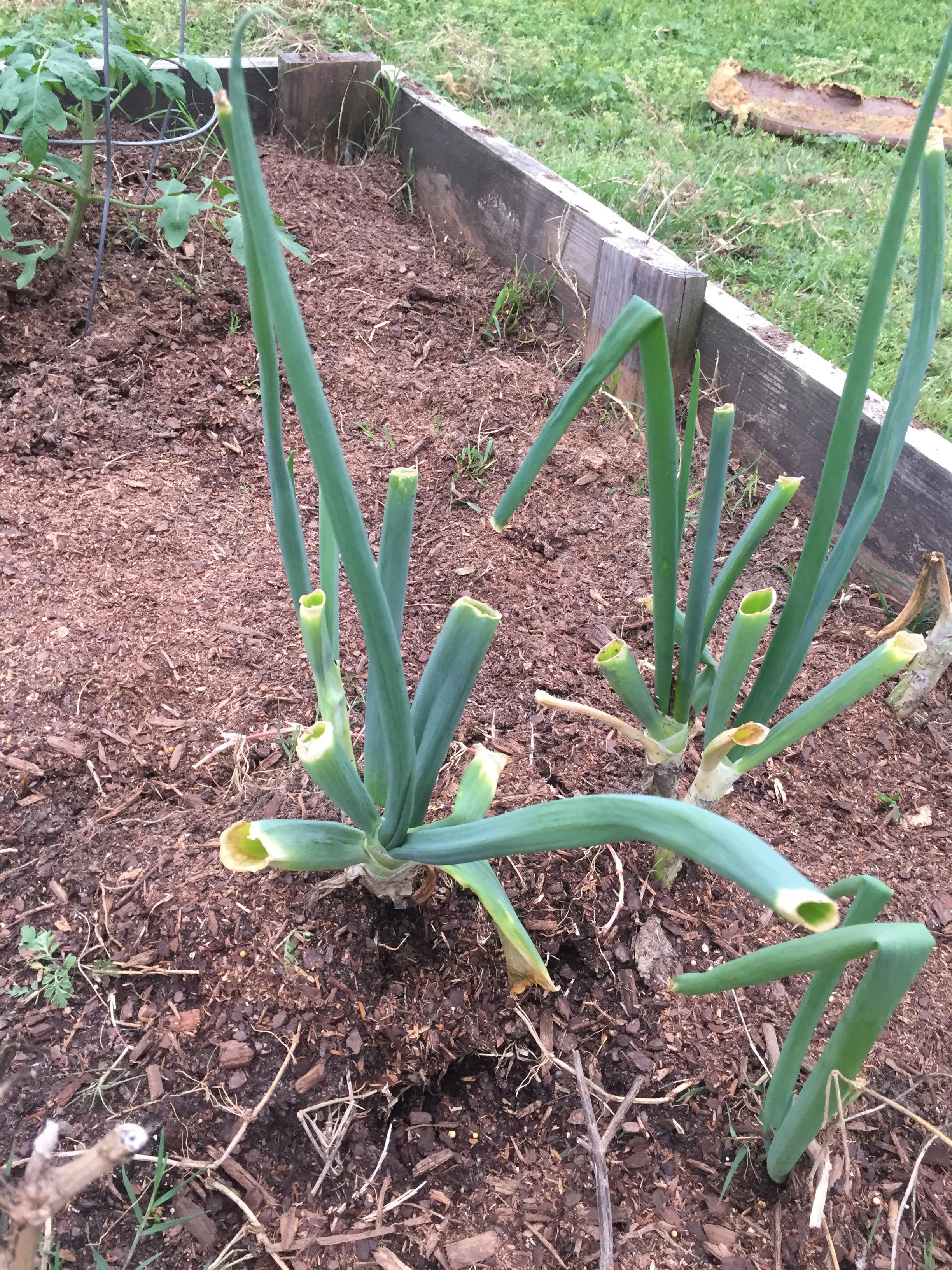 Bought some fresh green onions from the grocery store a year ago. r
