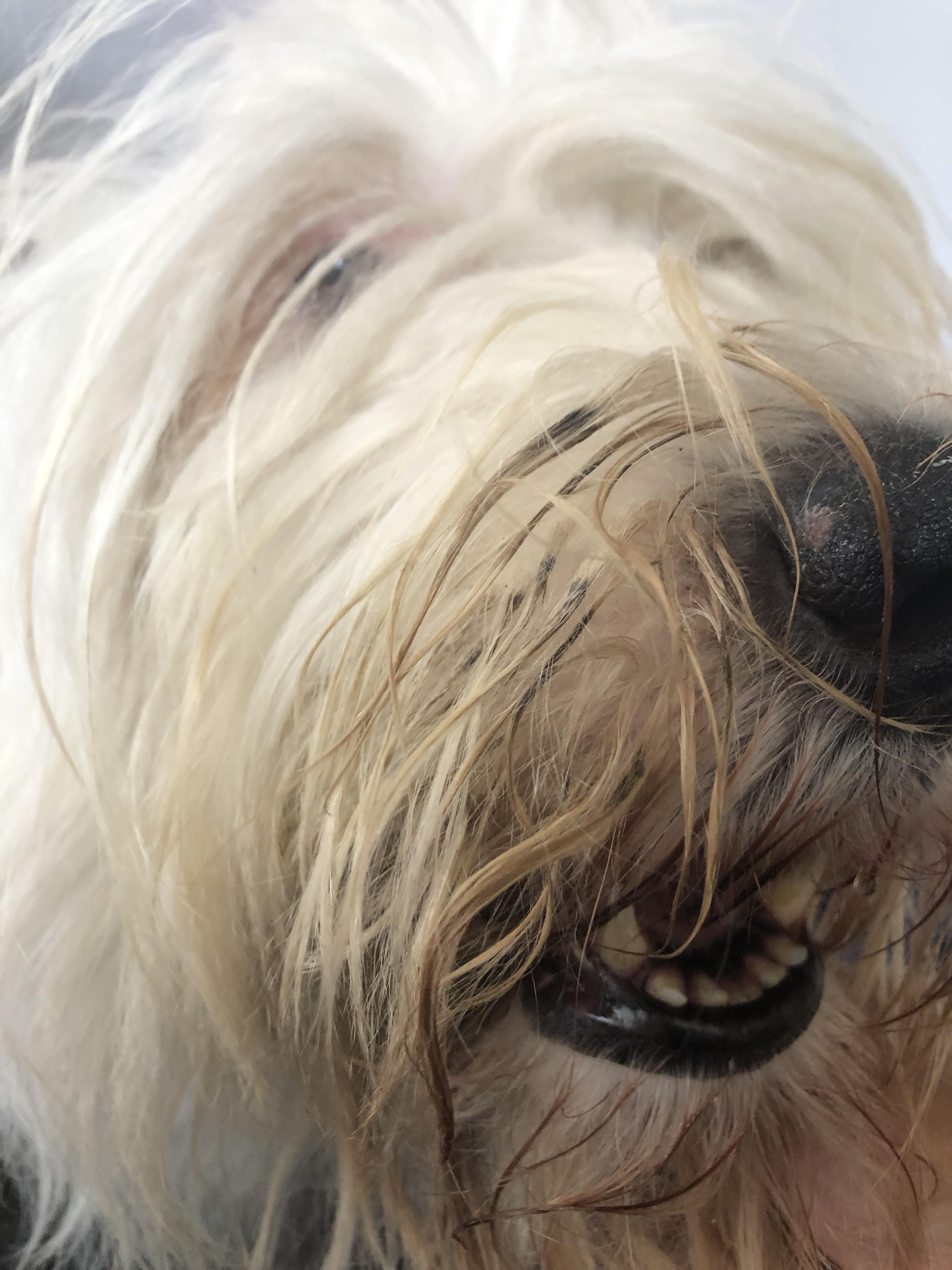 My dogs fur near her mouth will start getting black gunk from food. Does anyone have a solution