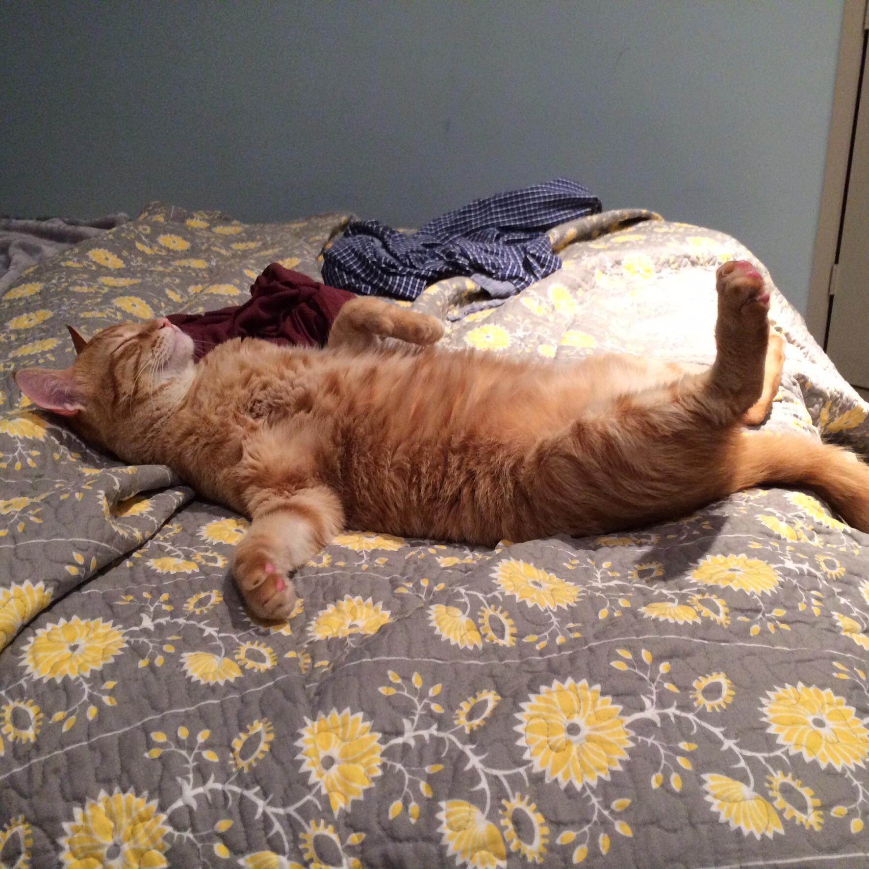 He looks dead tired, but I know he doesn’t do anything all day. Still