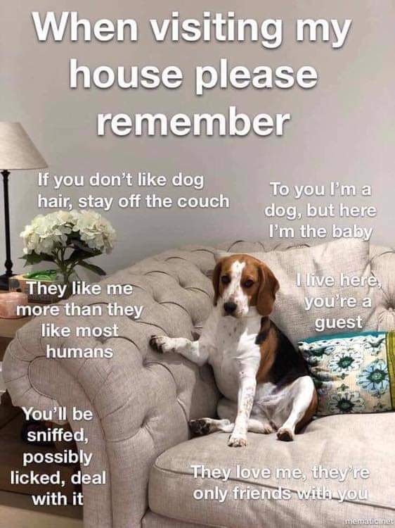 People like this ruin dogs for me r/Dogfree