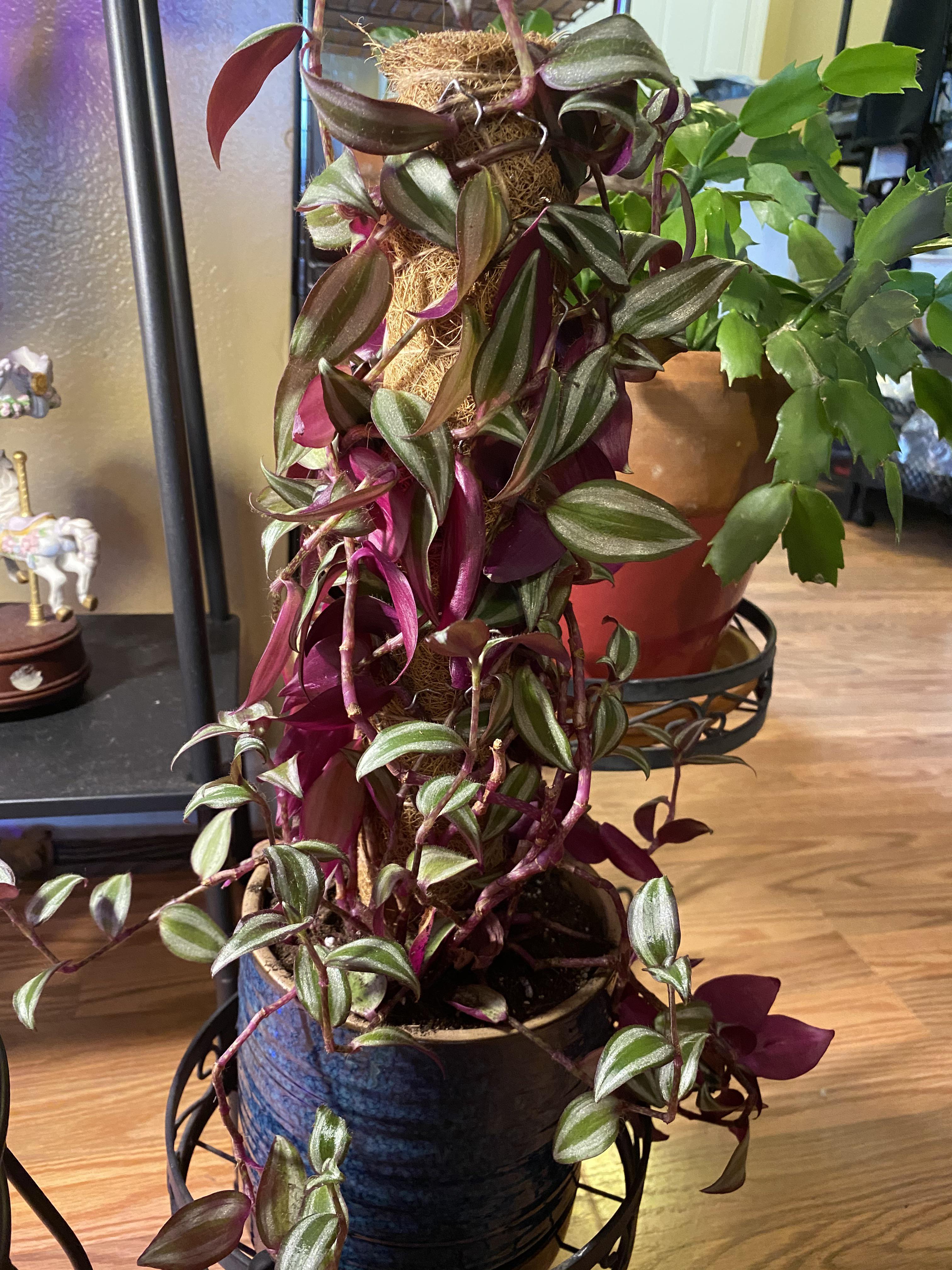 Diy Moss Pole Reddit Am I Using The Moss Pole Correctly With The