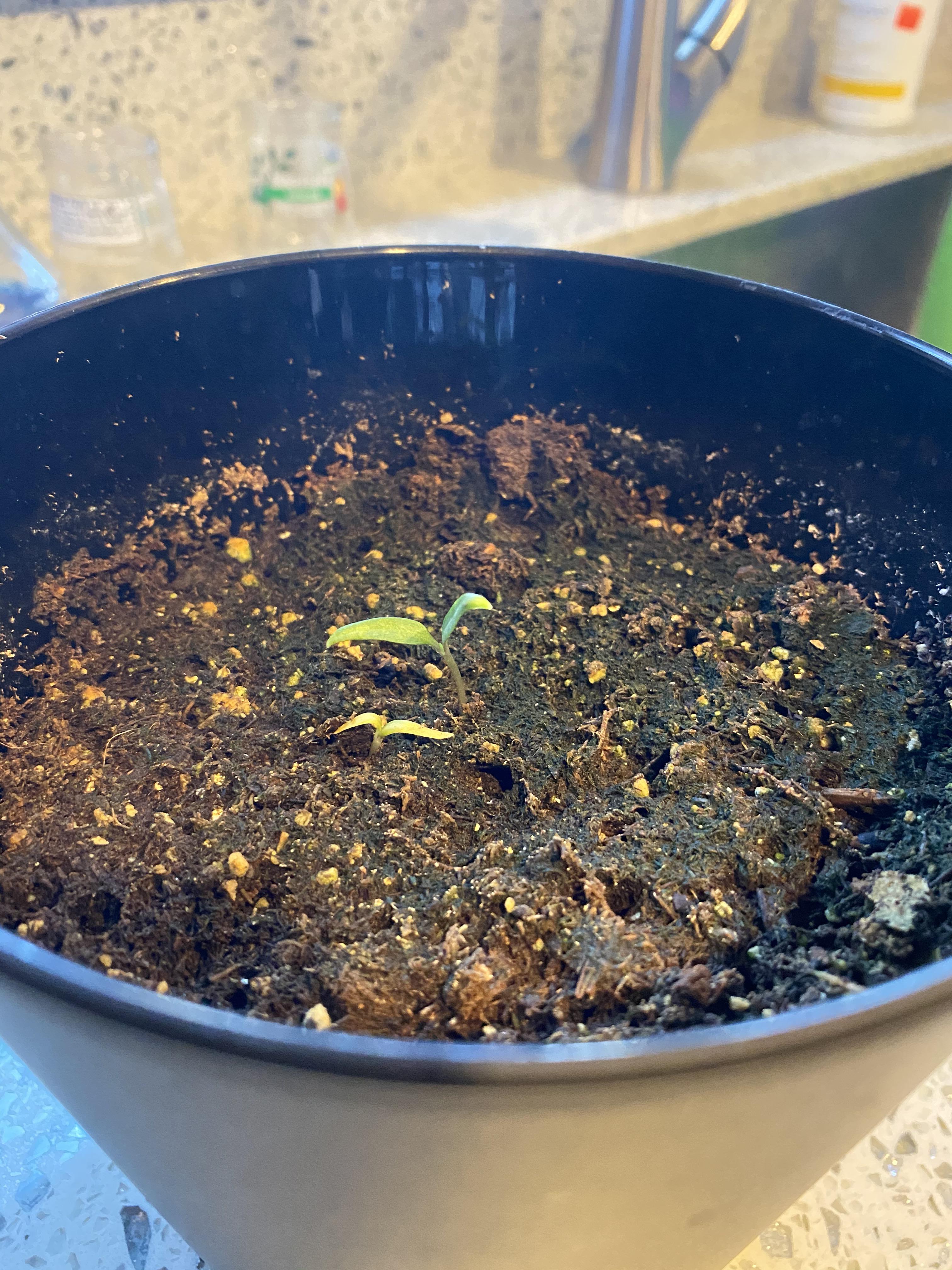 And after 3 weeks, my purple ufo pepper plant has sprouted!! 🌱. P r