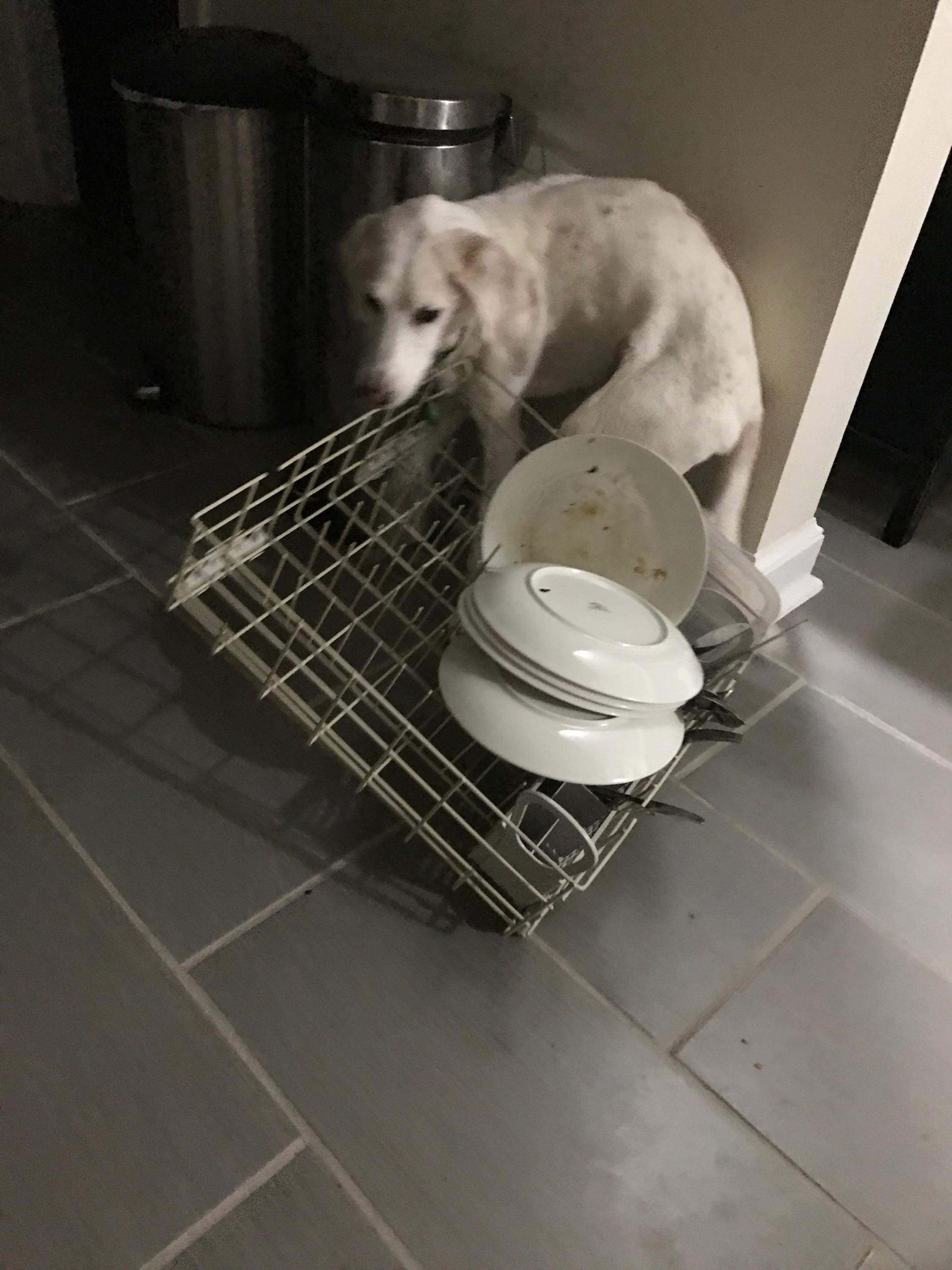 When you are licking the dishes and your collar gets hooked on the rack