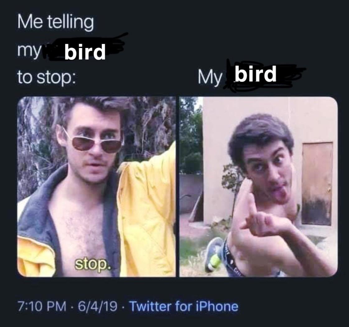 Me telling my bird to stop r/BirdsBeingDicks