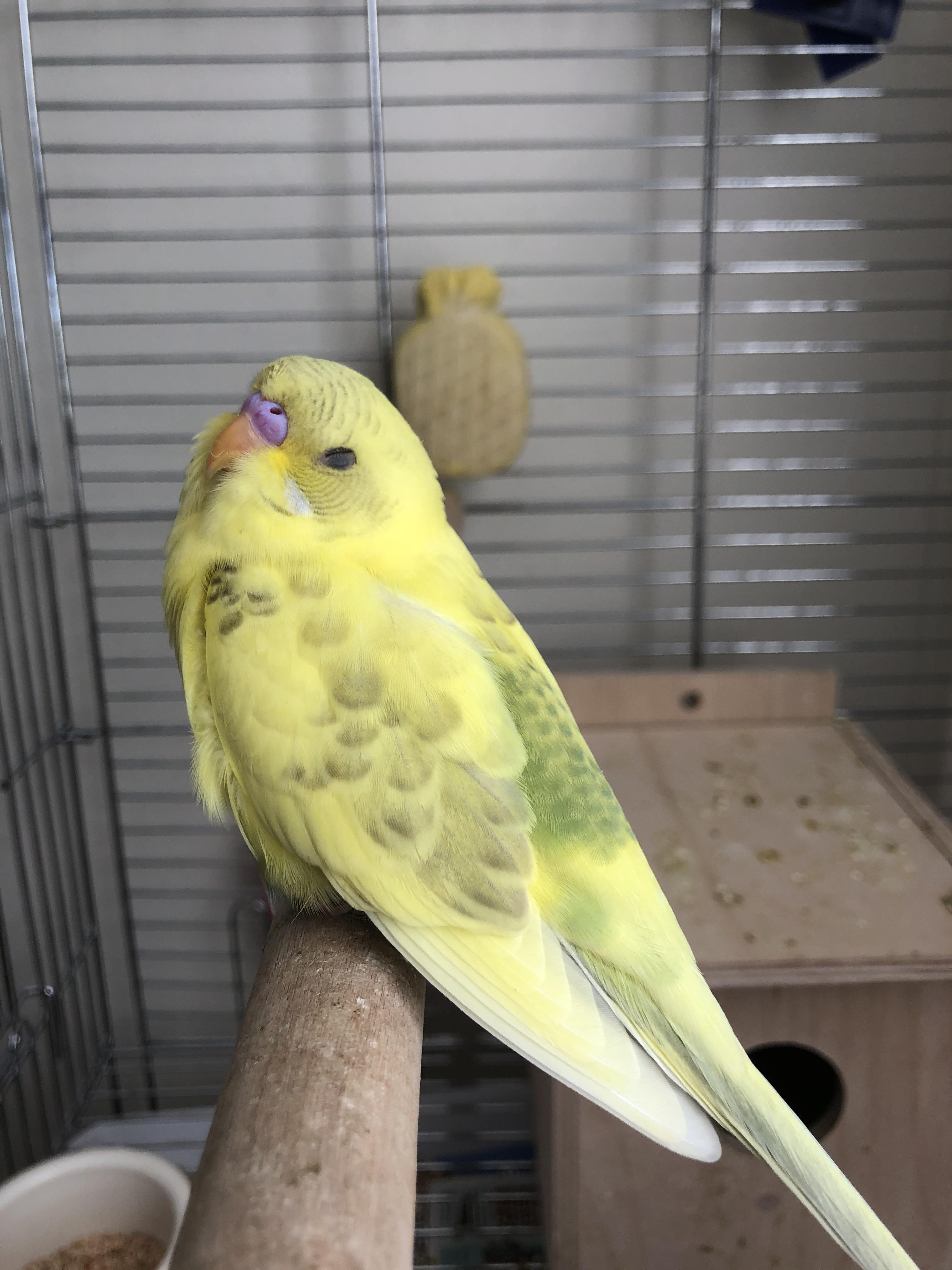 Shhh, she’s sleeping...... Parakeets