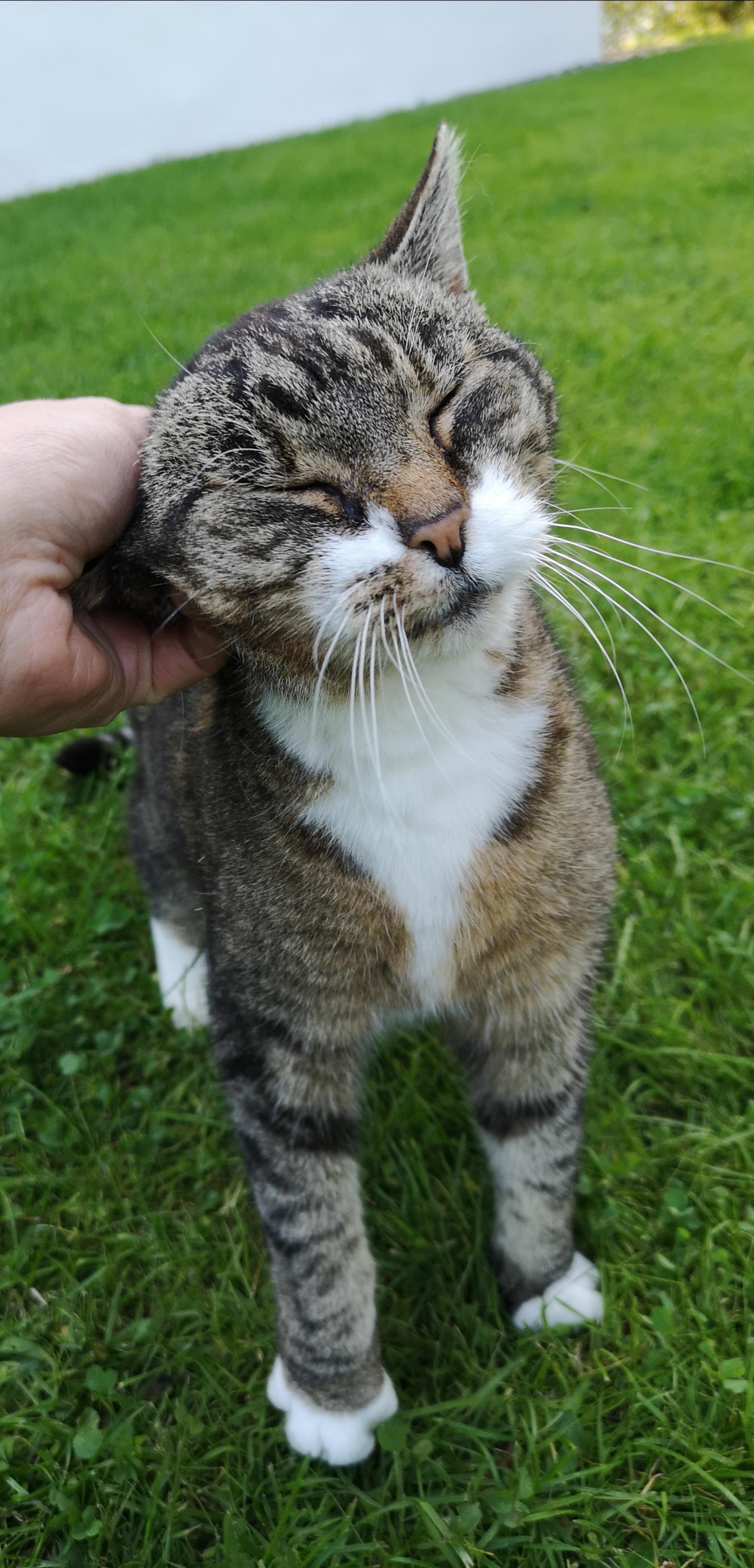 My 16 year old cat enjoying some cuddles r/cats