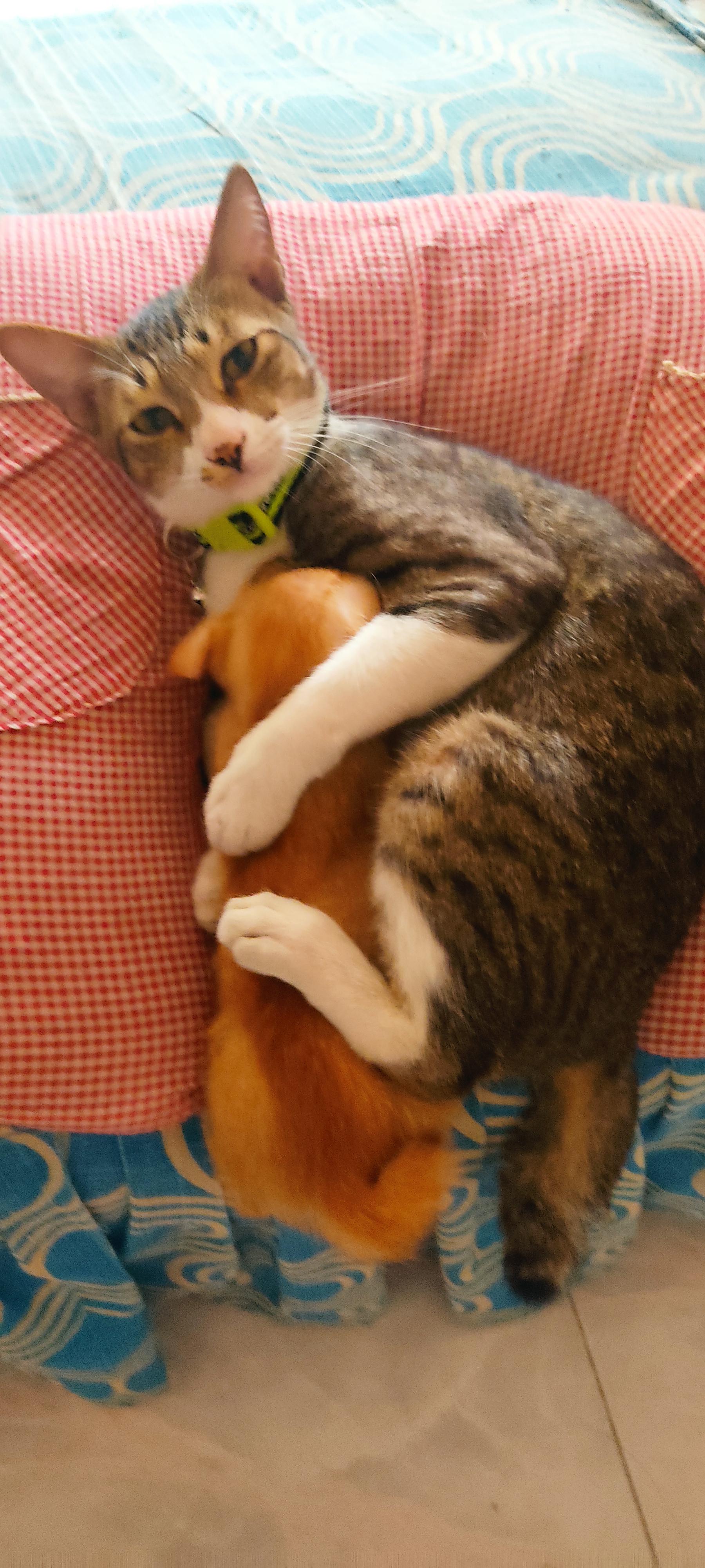 My male cat, nursing my newly adopted kitten from the streets r