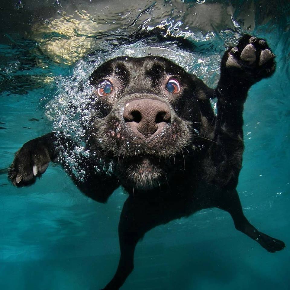 Dog underwater r/pics