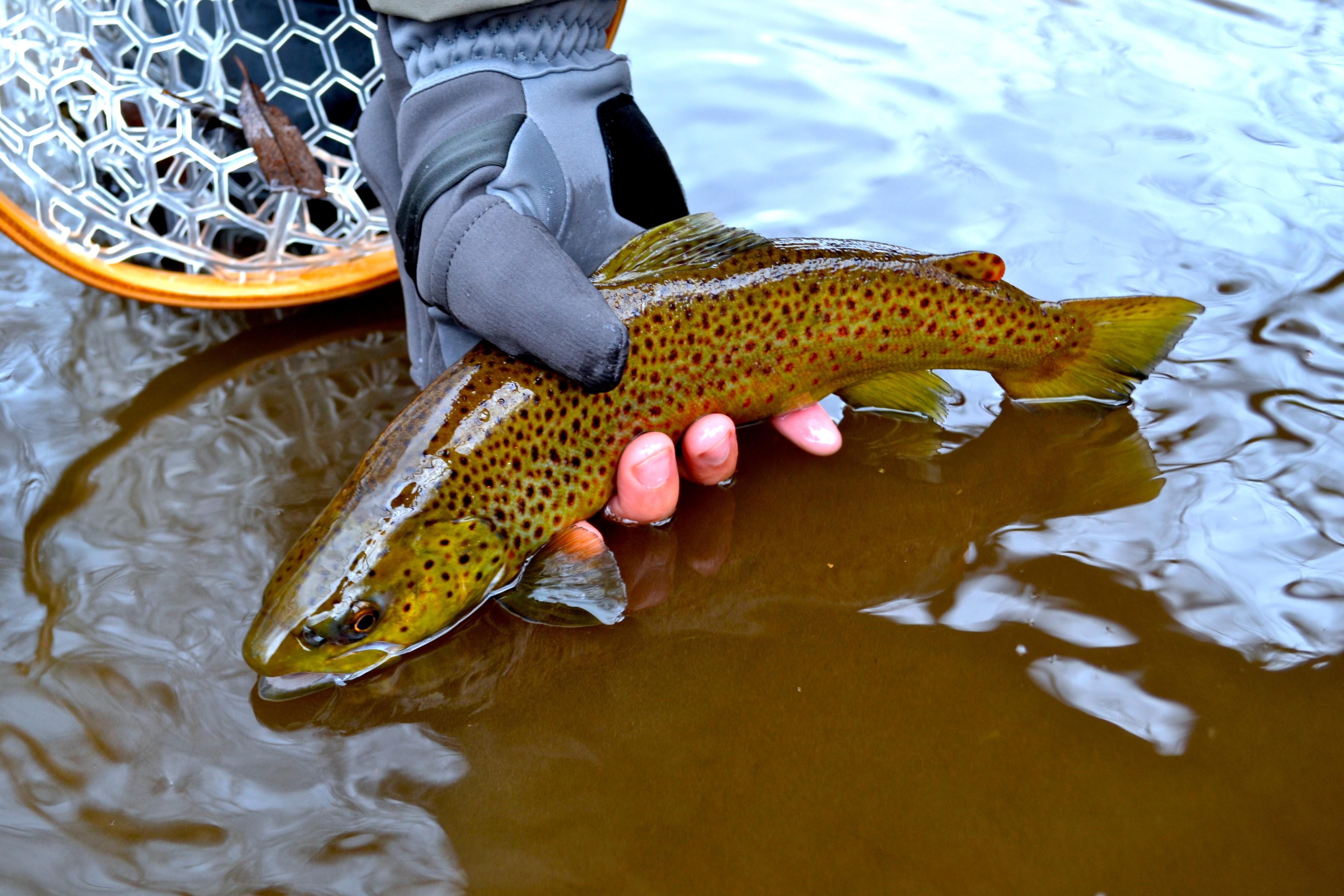 Nice Brown Trout off a Lake Ontario Tributary r/flyfishing