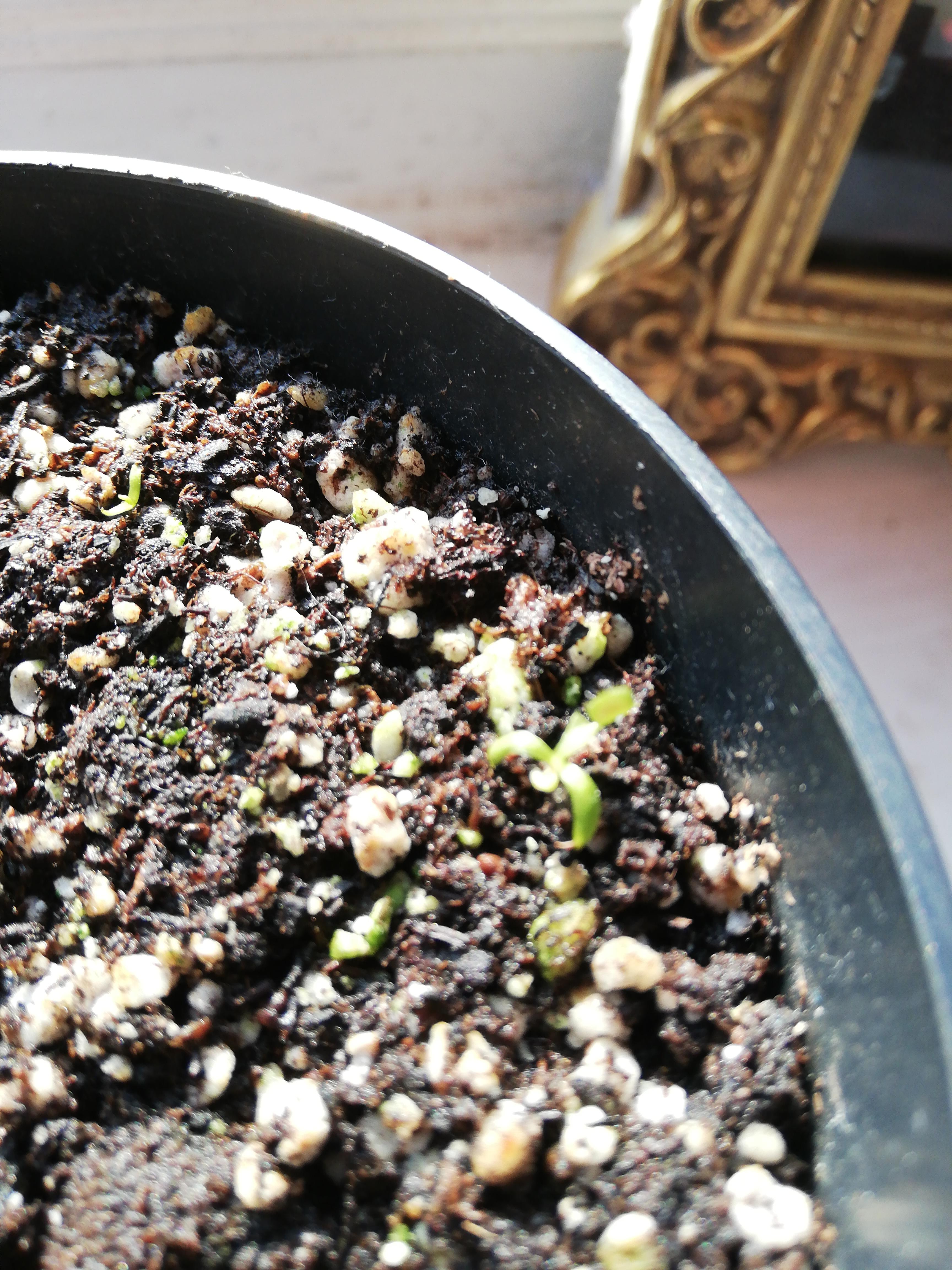 Perlite is turning green, is this bad for vft seedlings? r/SavageGarden