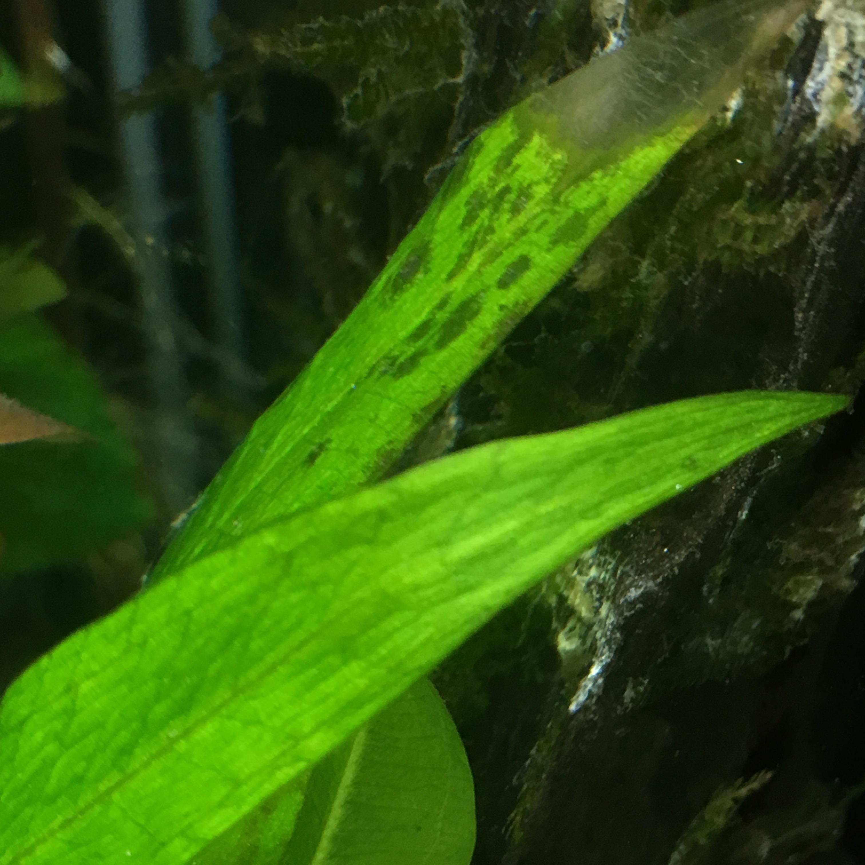 Amazon sword leaves transparent and spotty, anyone know why