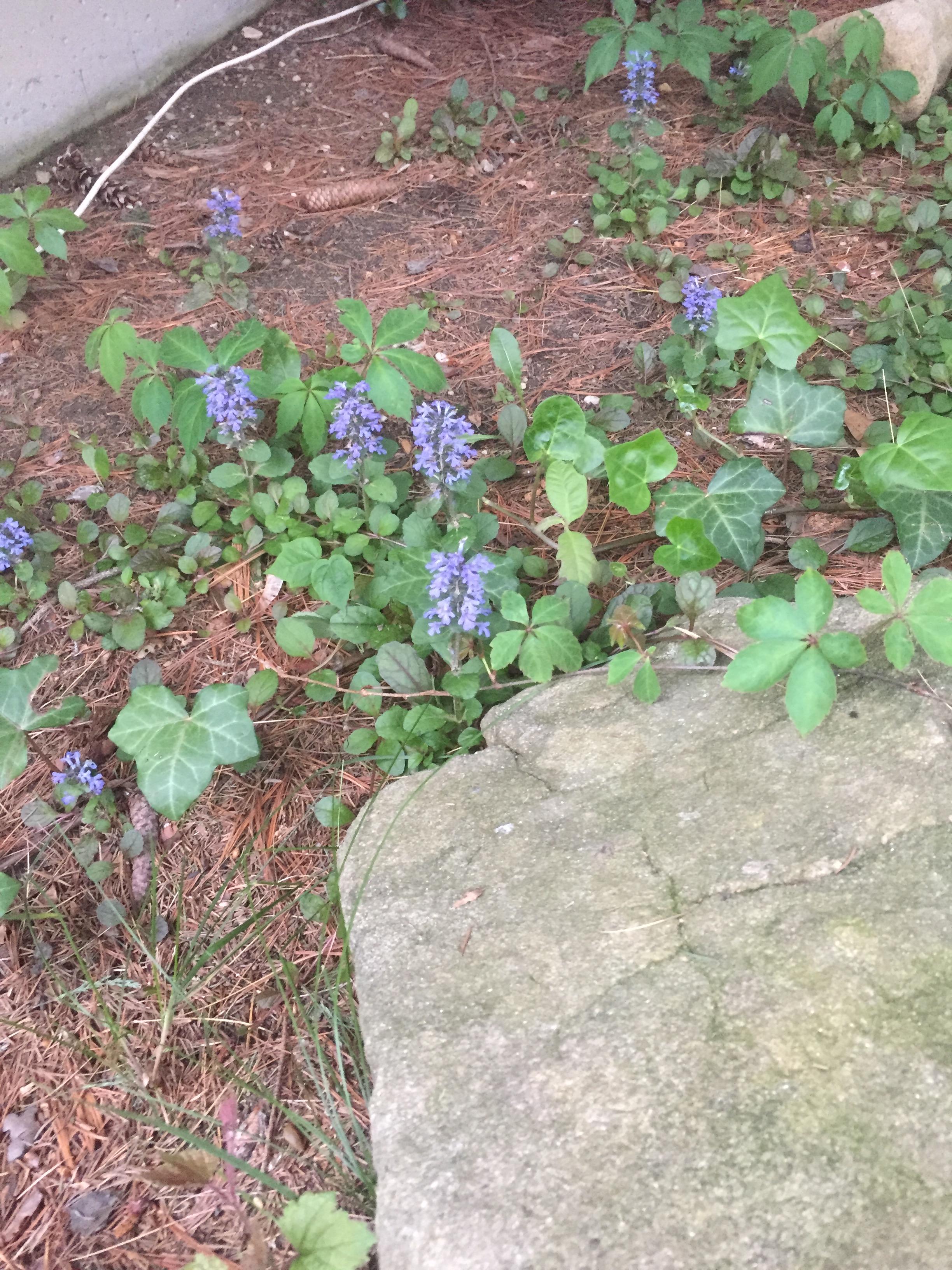 [Zone 7A] [Outdoor] Shade loving blue flower whatsthisplant