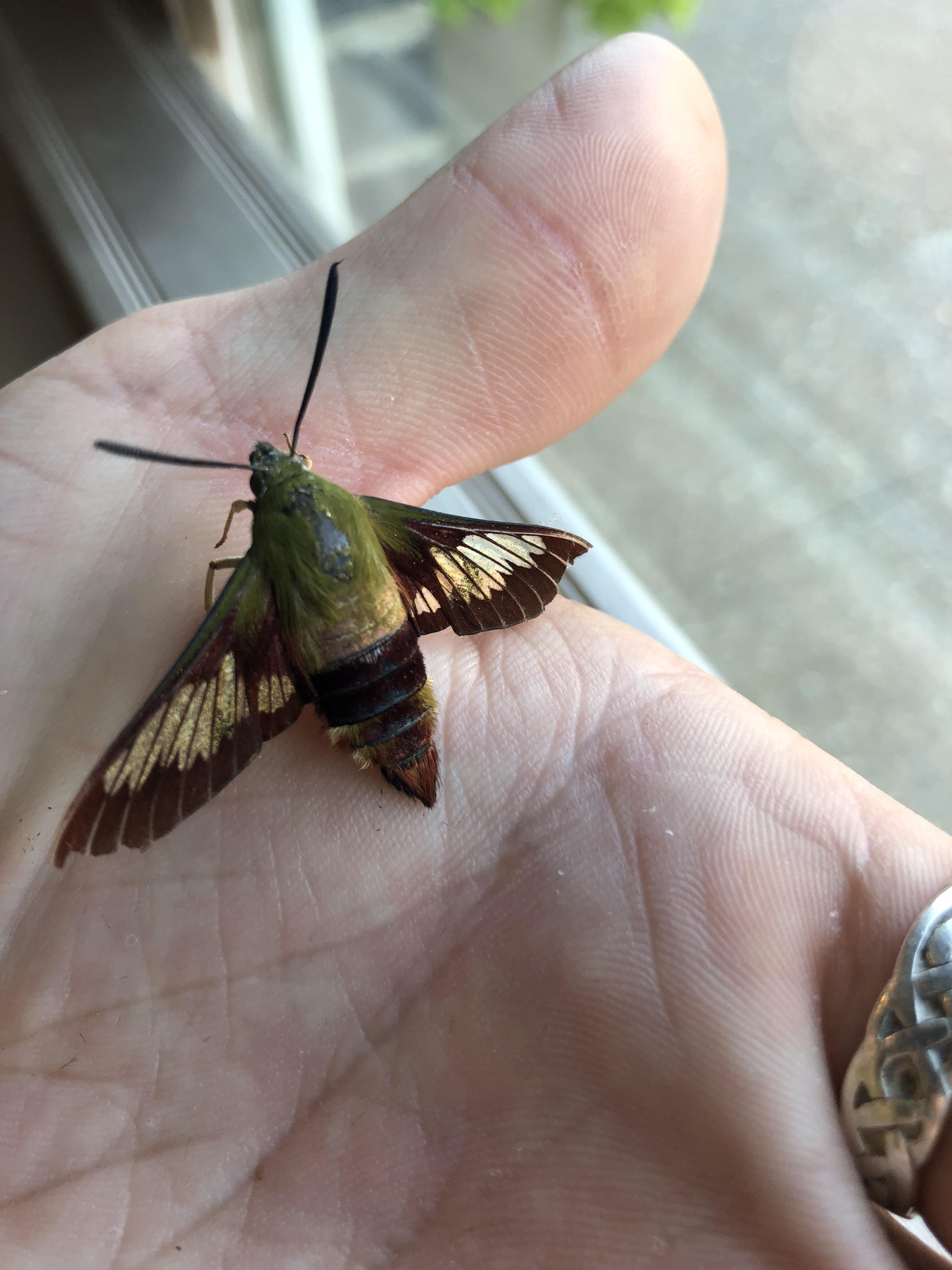 A Hummingbird Moth I found inside. It stayed on my hand for a while. I